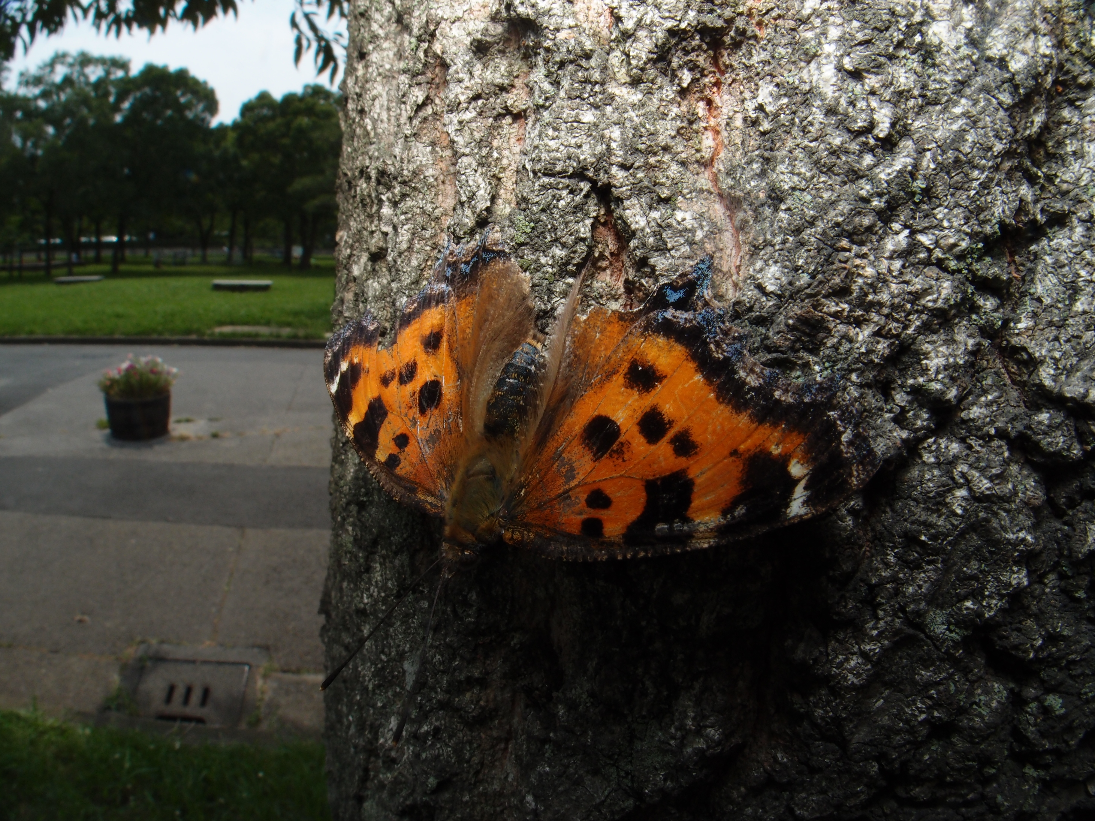 <b>葛飾区水元公園のコナラに止まっていたヒオドシチョウ。実はぼくはこのチョウを見たのは初めてで、国分寺のあたりには生息していないのかも知れない。ちょっと遠くまで来た甲斐はあった。XZ-1 + FCON-P01 / 3,648×2,736 / 1/320秒 / F8 / 0EV / ISO100 / マニュアル / WB:5,300K / 6mm</b>