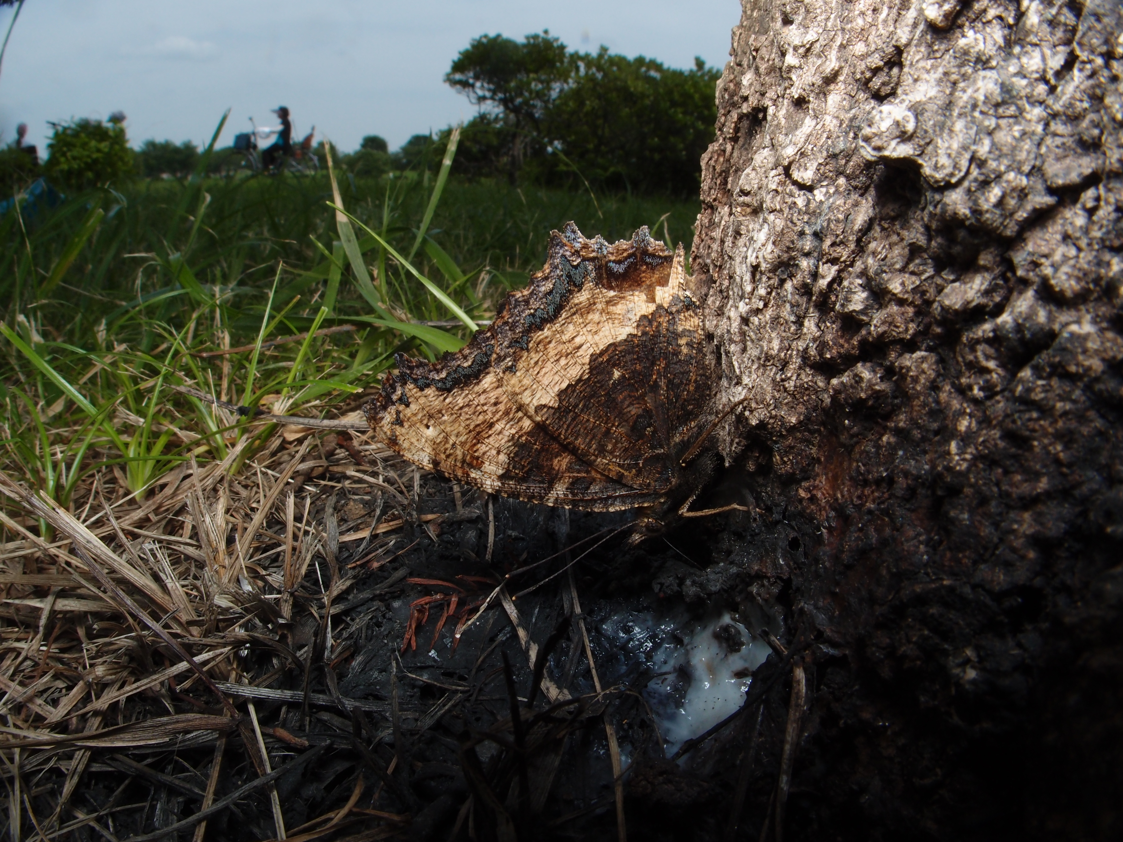 <b>同じく水元公園にて、コナラの樹液を吸うルリタテハの一種。このチョウは国分寺でも見ることができる。XZ-1 + FCON-P01 / 3,648×2,736 / 1/400秒 / F8 / 0EV / ISO100 / マニュアル / WB:5,300K / 6mm</b>
