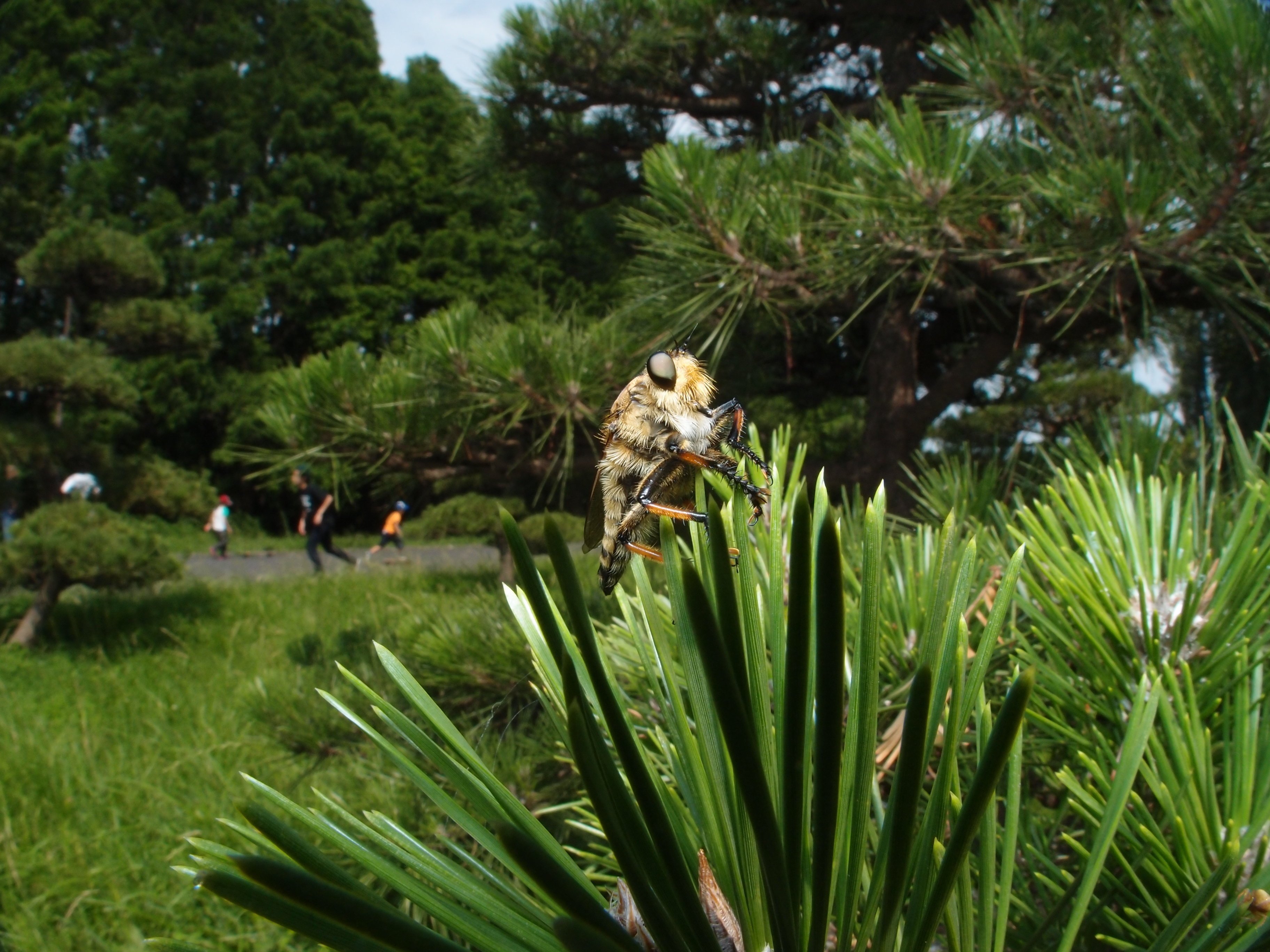 <b>シオヤアブは他の昆虫を捕らえる肉食性だが、こうしてみると髭面のユニークな顔をしている。水元公園はこのほかトンボがたくさん飛んでいたので撮りたかったが、魚眼レンズで近づくことができずどれも逃げられてしまった。XZ-1 + FCON-P01 / 3,648×2,736 / 1/320秒 / F8 / 0EV / ISO125 / マニュアル / WB:5,300K / 6mm</b>