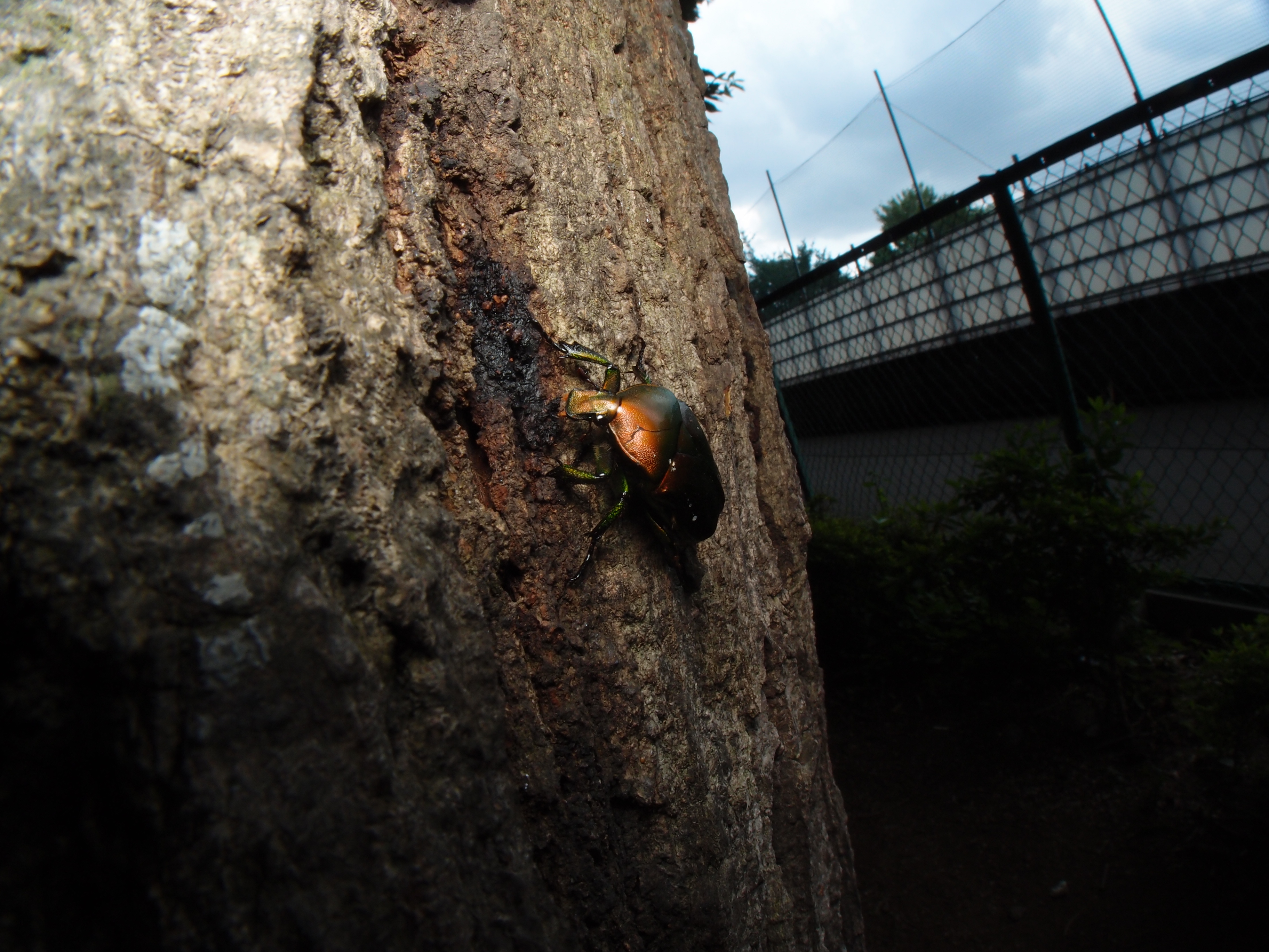<b>ここからは国分寺市内。梅雨が明け始めたのでコナラの樹液にカナブンが集まりはじめた。背景に見えるのは小学校なので、そのうちみんな子どもに獲られてしまうかもしれない。XZ-1 + FCON-P01 / 3,648×2,736 / 1/80秒 / F8 / 0EV / ISO100 / マニュアル / WB:5,300K / 6mm</b>
