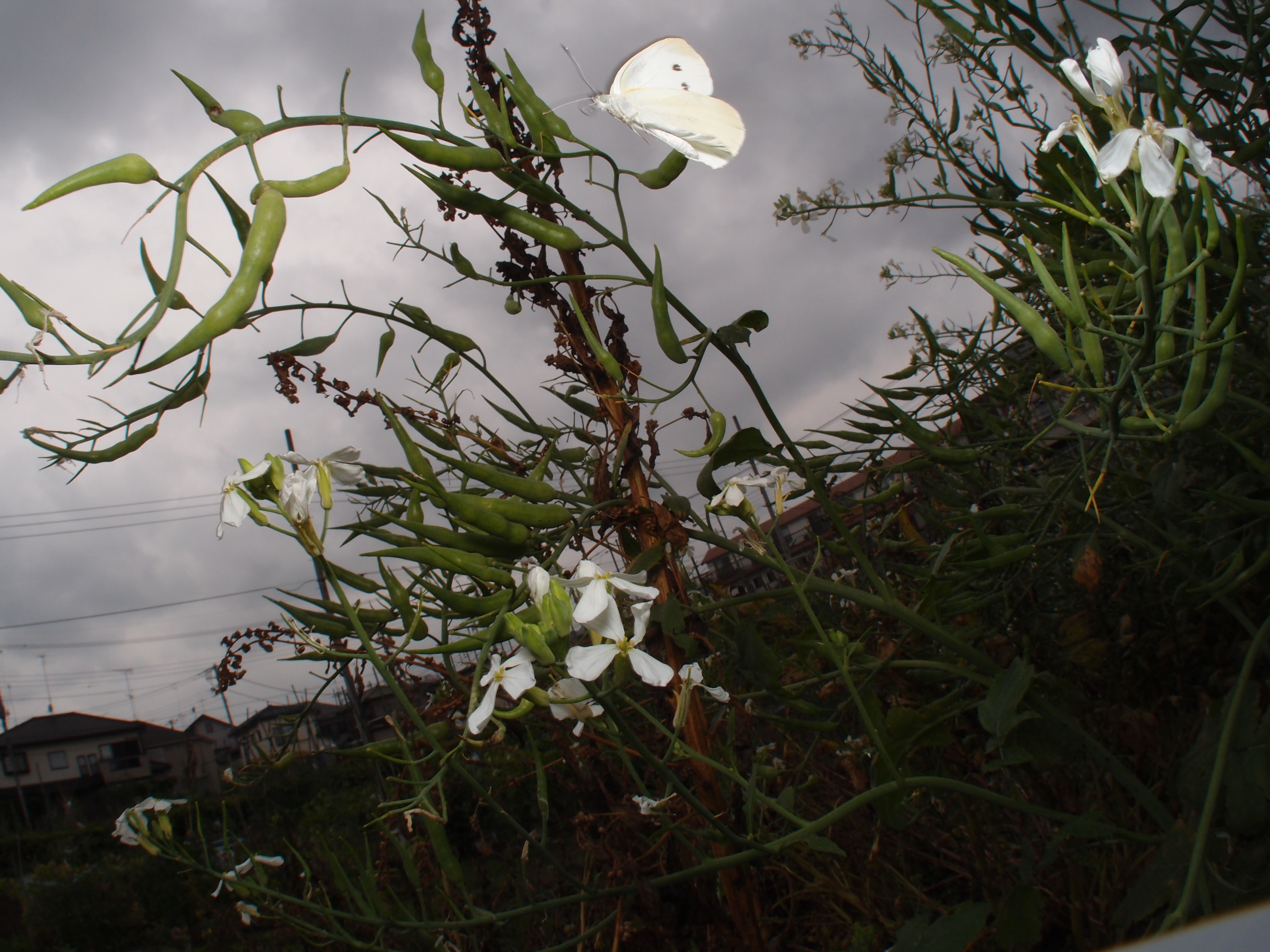 <b>市民農園で撮影した、モンシロチョウの飛翔写真。ピントはマニュアルで固定し、露出も固定して撮影した。なかなか上手く撮れたが、この時FCON-P01は仮止めで、知らぬ間にずれて右下にフードの一部が写ってしまった。XZ-1 + FCON-P01 / 3,648×2,736 / 1/400秒 / F8 / 0EV / ISO100 / マニュアル / WB:オート / 6mm</b>