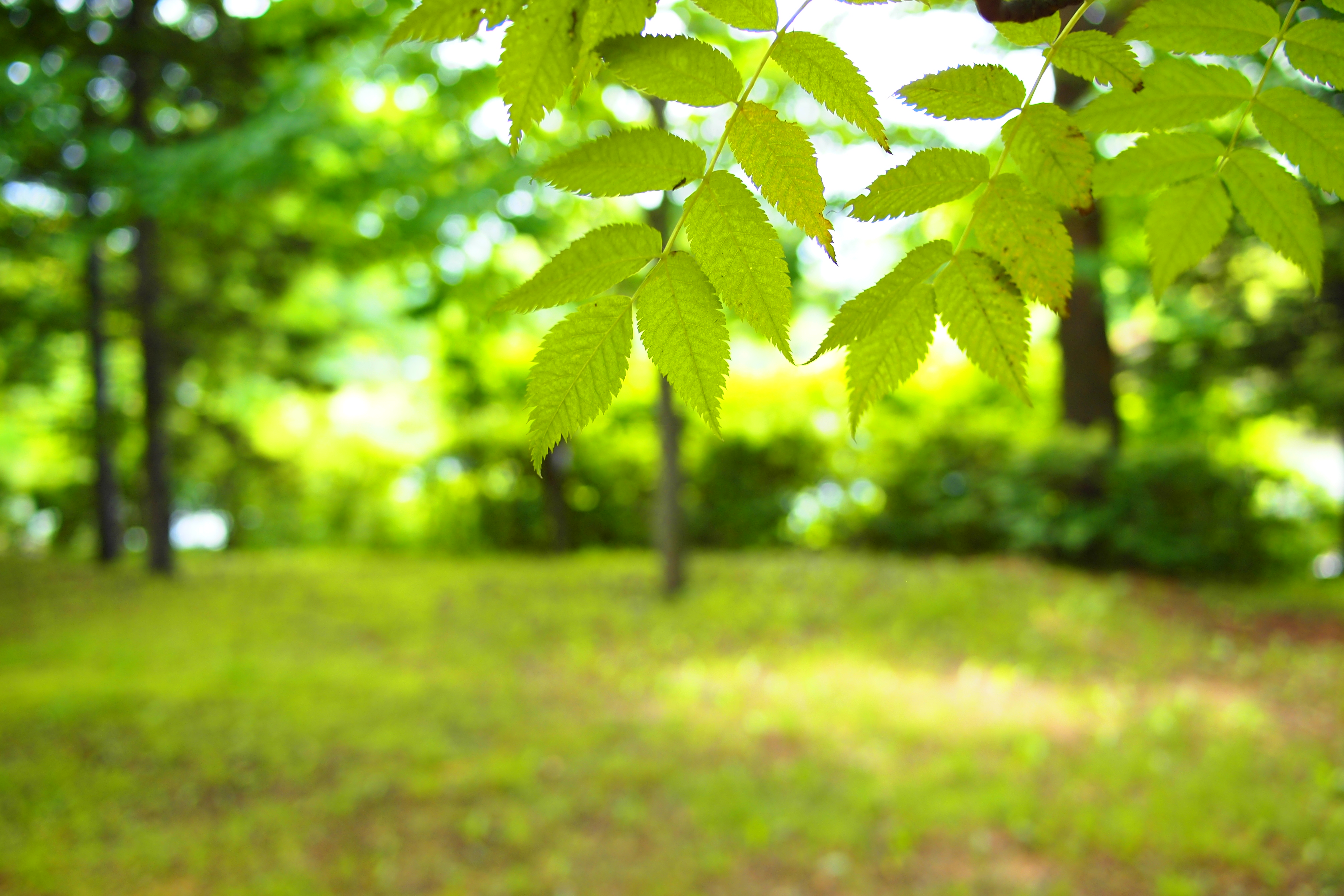 <b>あんまりそれらしく見えないけどポップアートで撮ったカット。E-PL2 / LUMIX G 20mm F1.7 ASPH. / 4,032×2,688 / 絞り優先AE / 1/125秒 / F2.2 / 0.3EV / ISO200 / WB:太陽光 / 20mm</b>