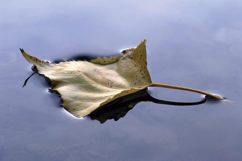 <b>優秀作品「秋の葉」（欧州）</b>