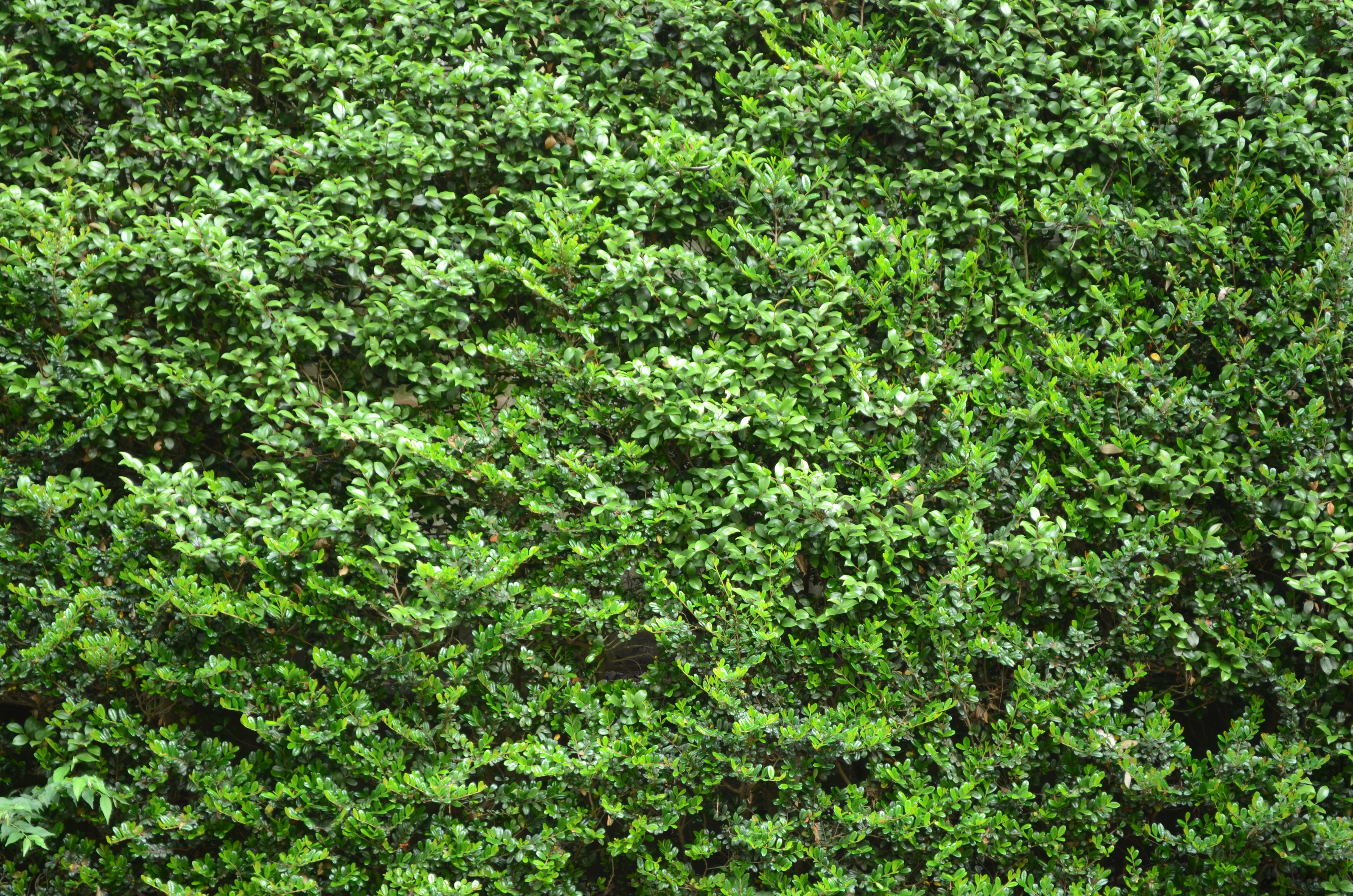 <b>D7000 / AF-S DX NIKKOR 18-55mm F3.5-5.6 G VR / 約11.2MB / 4,928×3,264 / 1/1.3秒 / F5.6 / -0.7EV / ISO100 / WB:晴天 / 55mm</b>