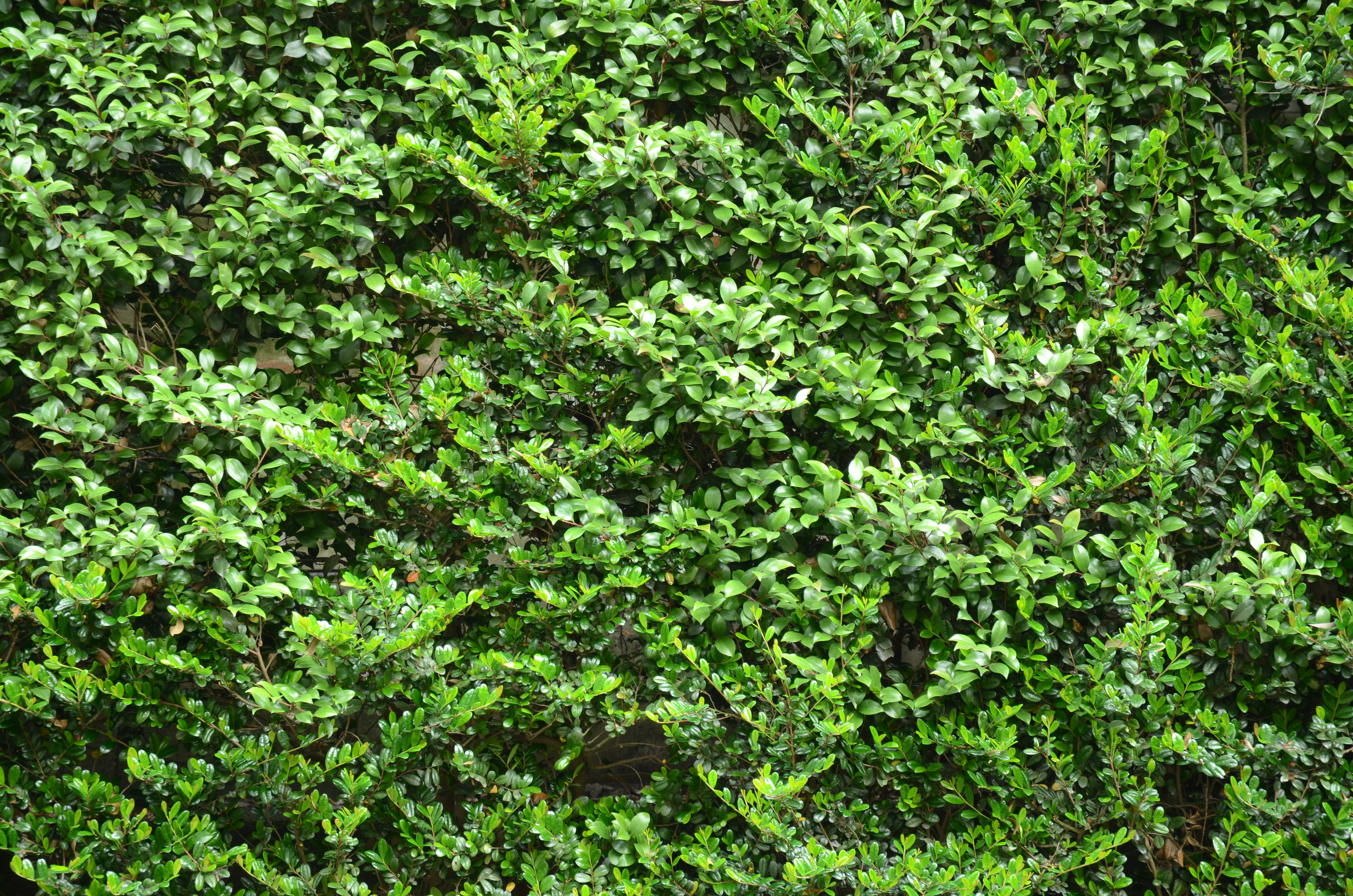 <b>D7000 / AF-S DX NIKKOR 16-85mm F3.5-5.6 G ED VR / 約11.6MB / 4,928×3,264 / 1/1.6秒 / F5.6 / -0.7EV / ISO100 / WB:晴天 / 85mm</b>