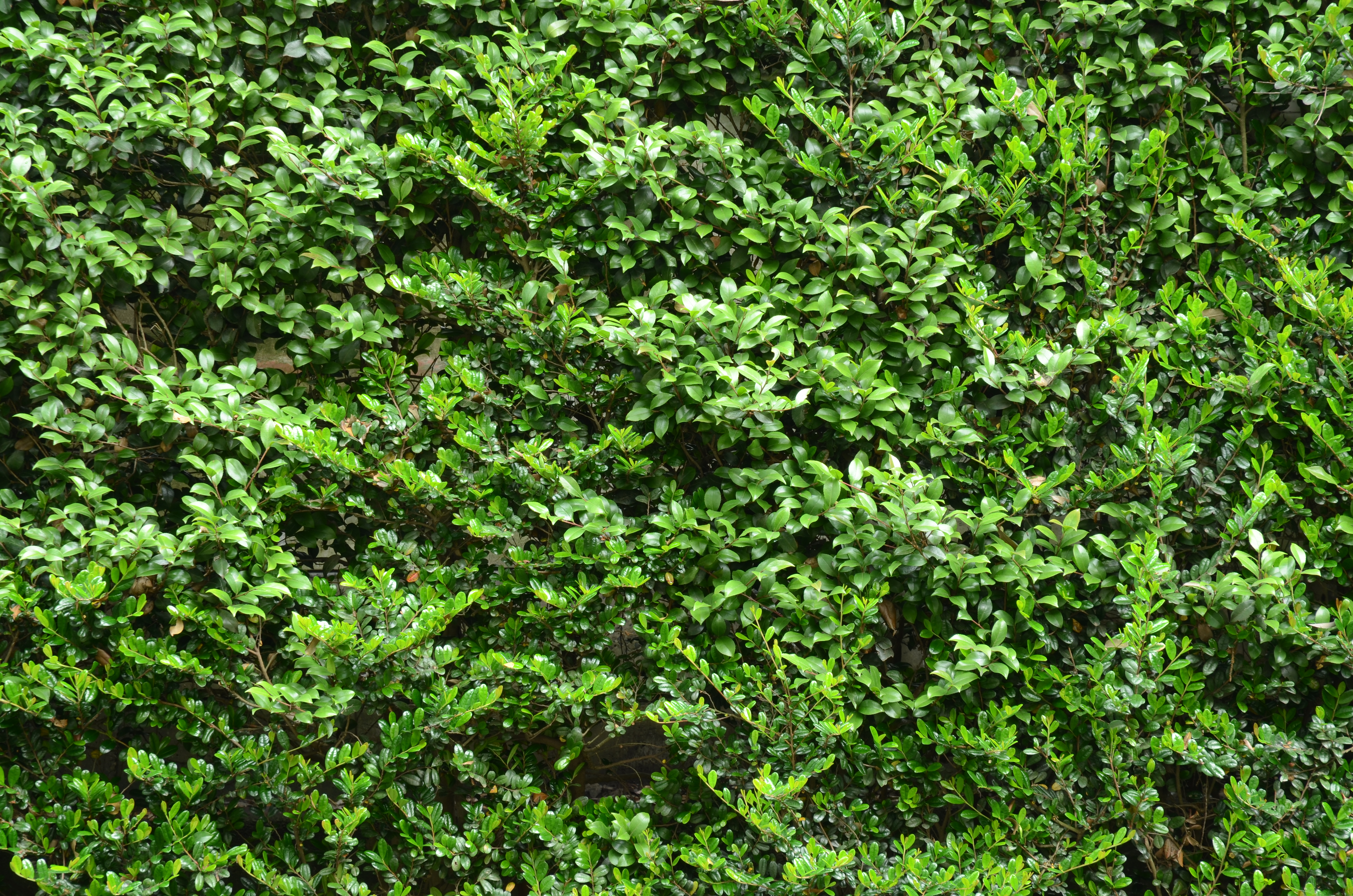 <b>D7000 / AF-S DX NIKKOR 16-85mm F3.5-5.6 G ED VR / 約11.6MB / 4,928×3,264 / 1.3秒 / F8 / -0.7EV / ISO100 / WB:晴天 / 85mm</b>