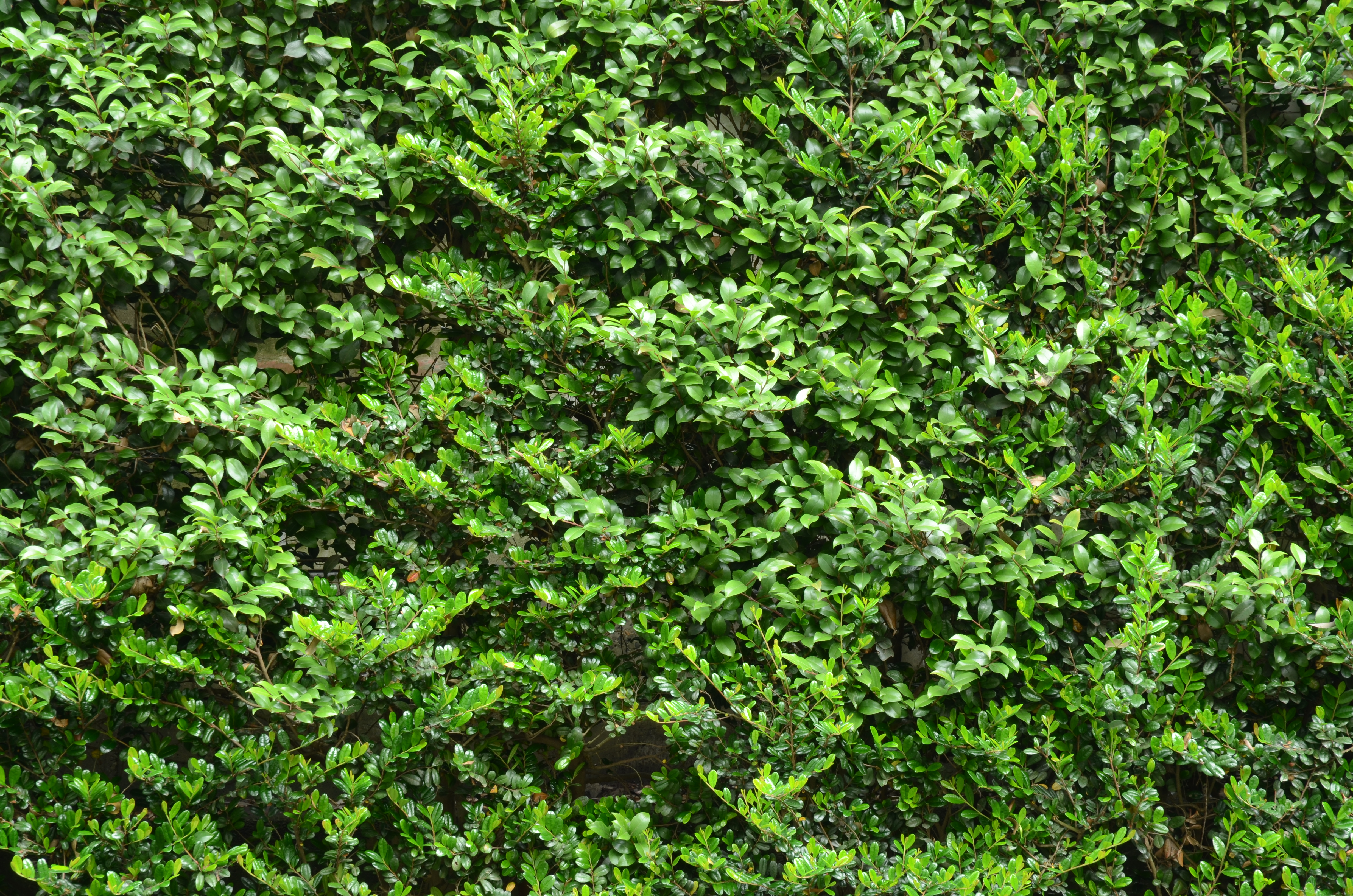 <b>D7000 / AF-S DX NIKKOR 16-85mm F3.5-5.6 G ED VR / 約11.4MB / 4,928×3,264 / 2秒 / F11 / -0.7EV / ISO100 / WB:晴天 / 85mm</b>