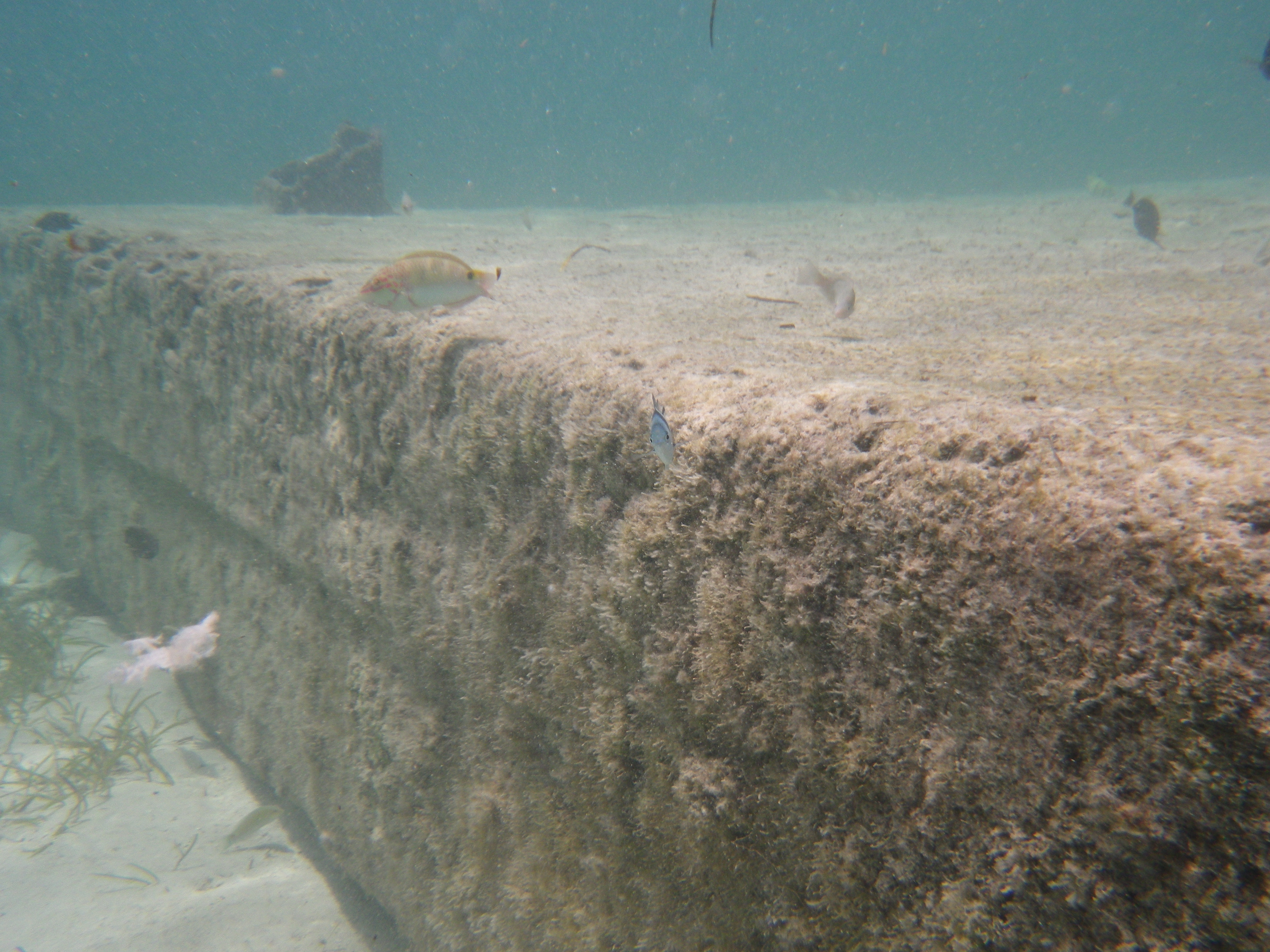 <b>Optio WG-1 GPS / 約4.1MB / 4,288×3,216 / 1/500秒 / F4.2 / 0EV / ISO80 / 5mm</b>