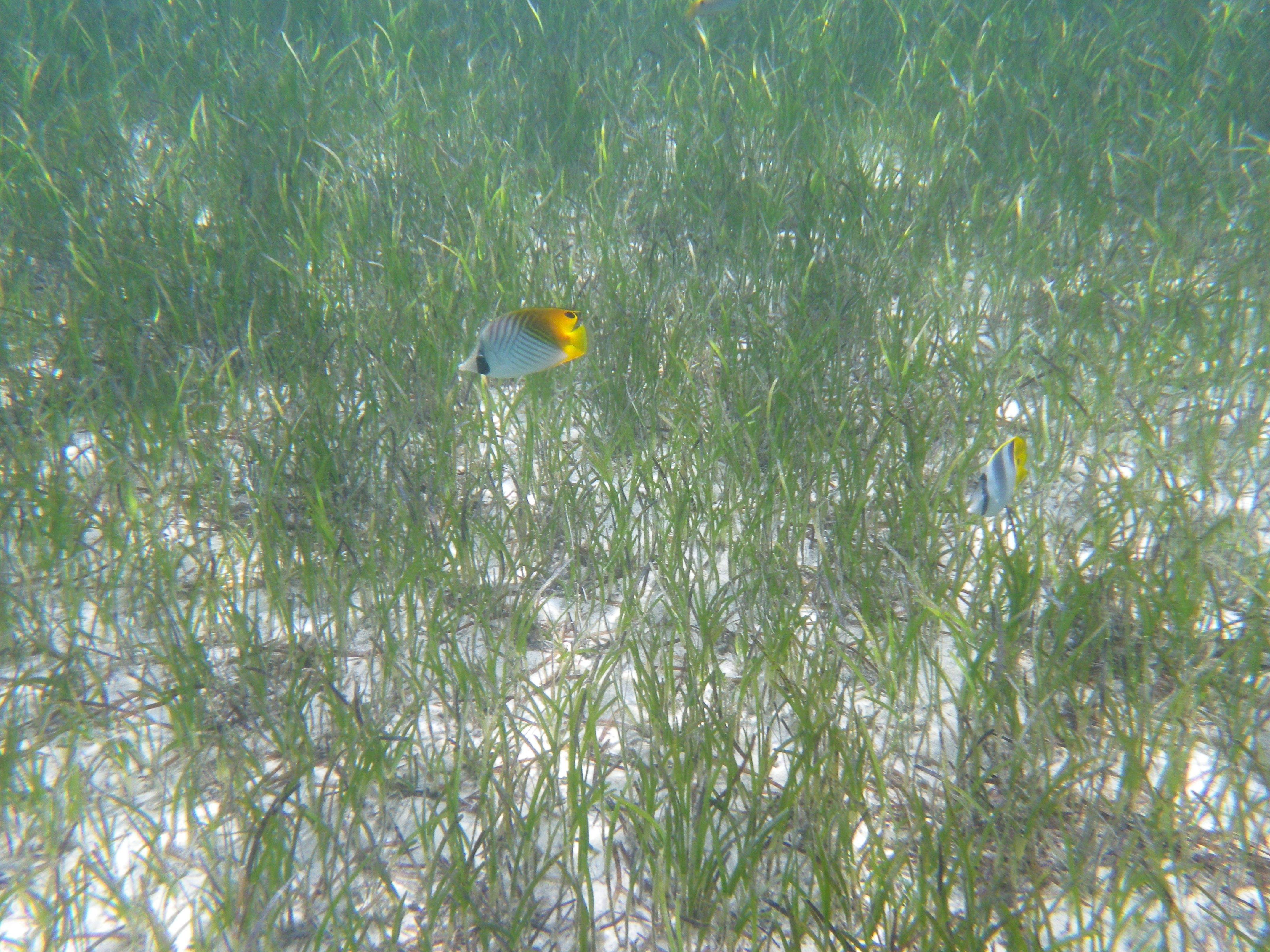 <b>Optio WG-1 GPS / 約4.4MB / 4,288×3,216 / 1/250秒 / F4.2 / 0EV / ISO80 / 5mm</b>