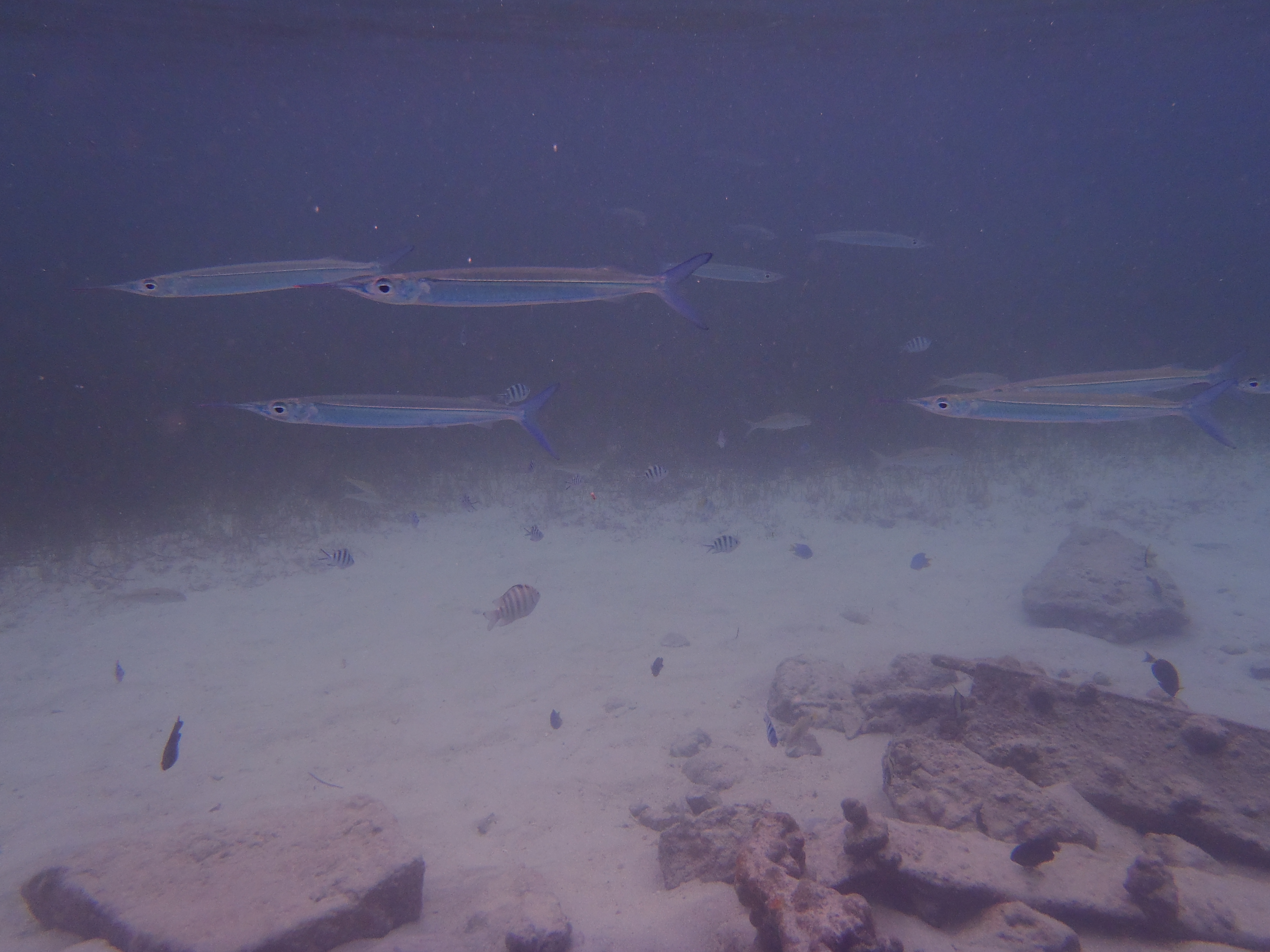 <b>TG-810 / 約5.1MB / 4,288×3,216 / 1/320秒 / F3.9 / 0EV / ISO80 / 5mm</b>