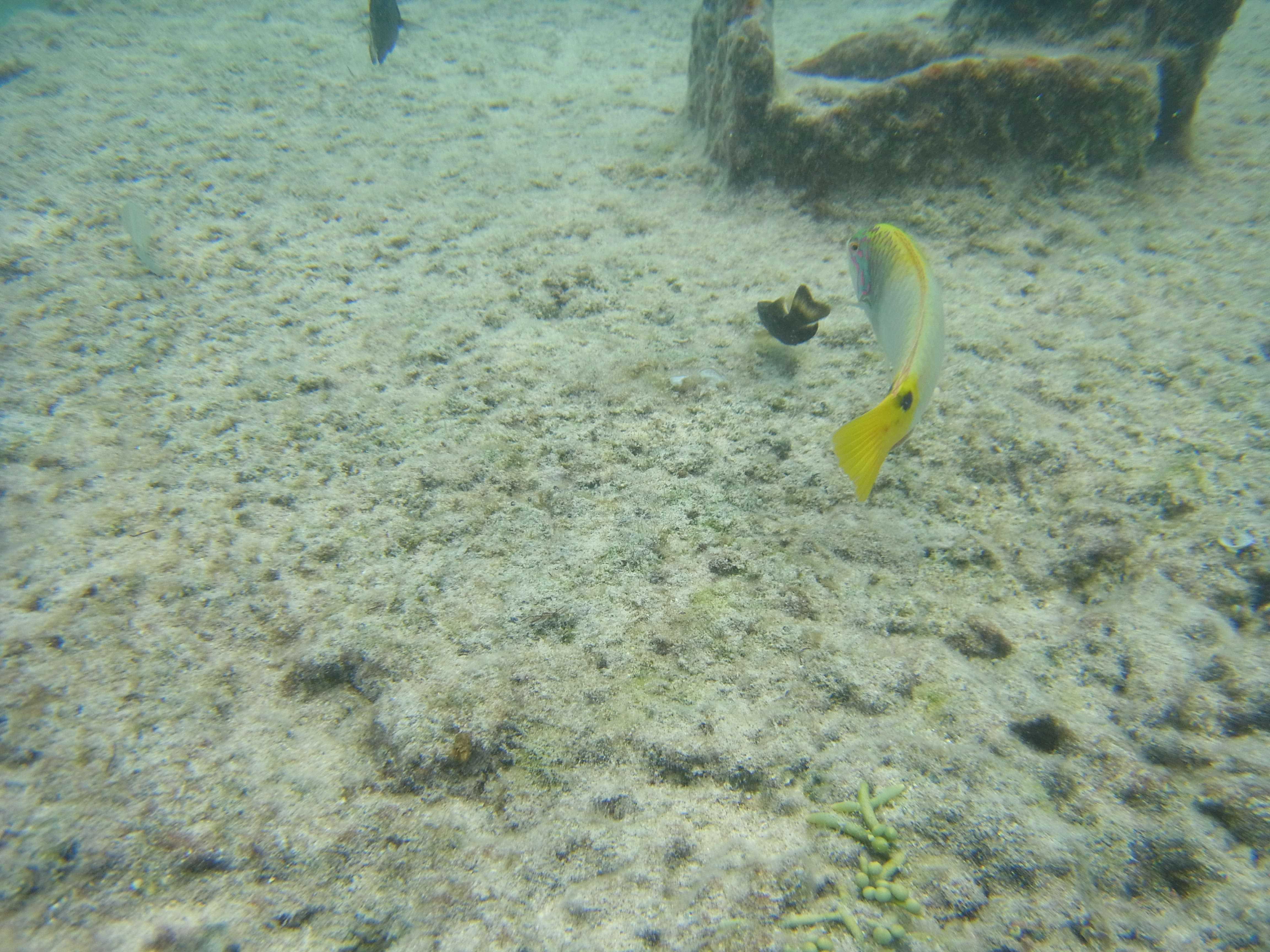 <b>RICOH PX / 約6.1MB / 4,608×3,456 / 1/250秒 / F3.9 / 0EV / ISO100 / 5mm</b>