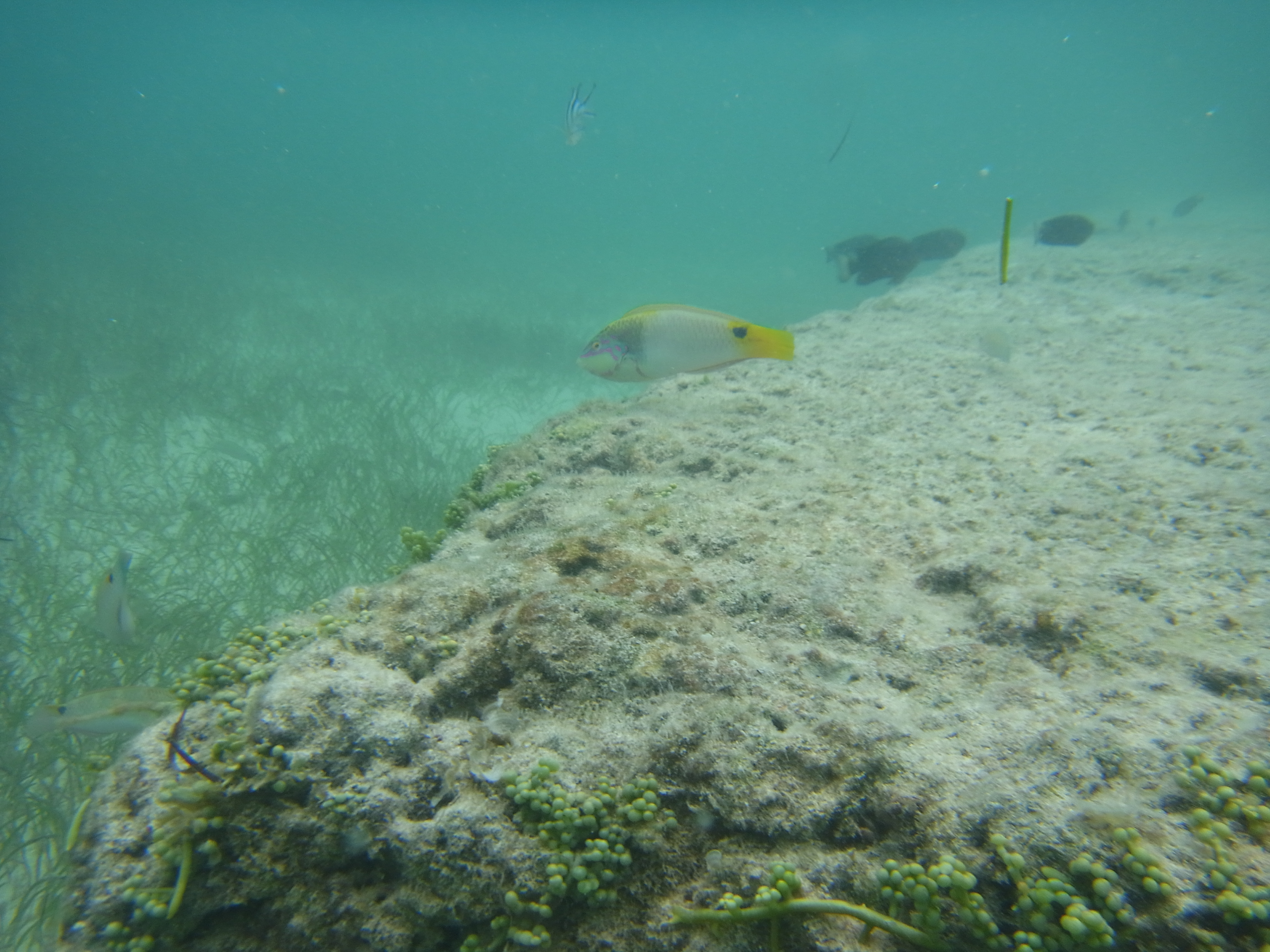 <b>RICOH PX / 約5.4MB / 4,608×3,456 / 1/250秒 / F3.9 / 0EV / ISO100 / 5mm</b>