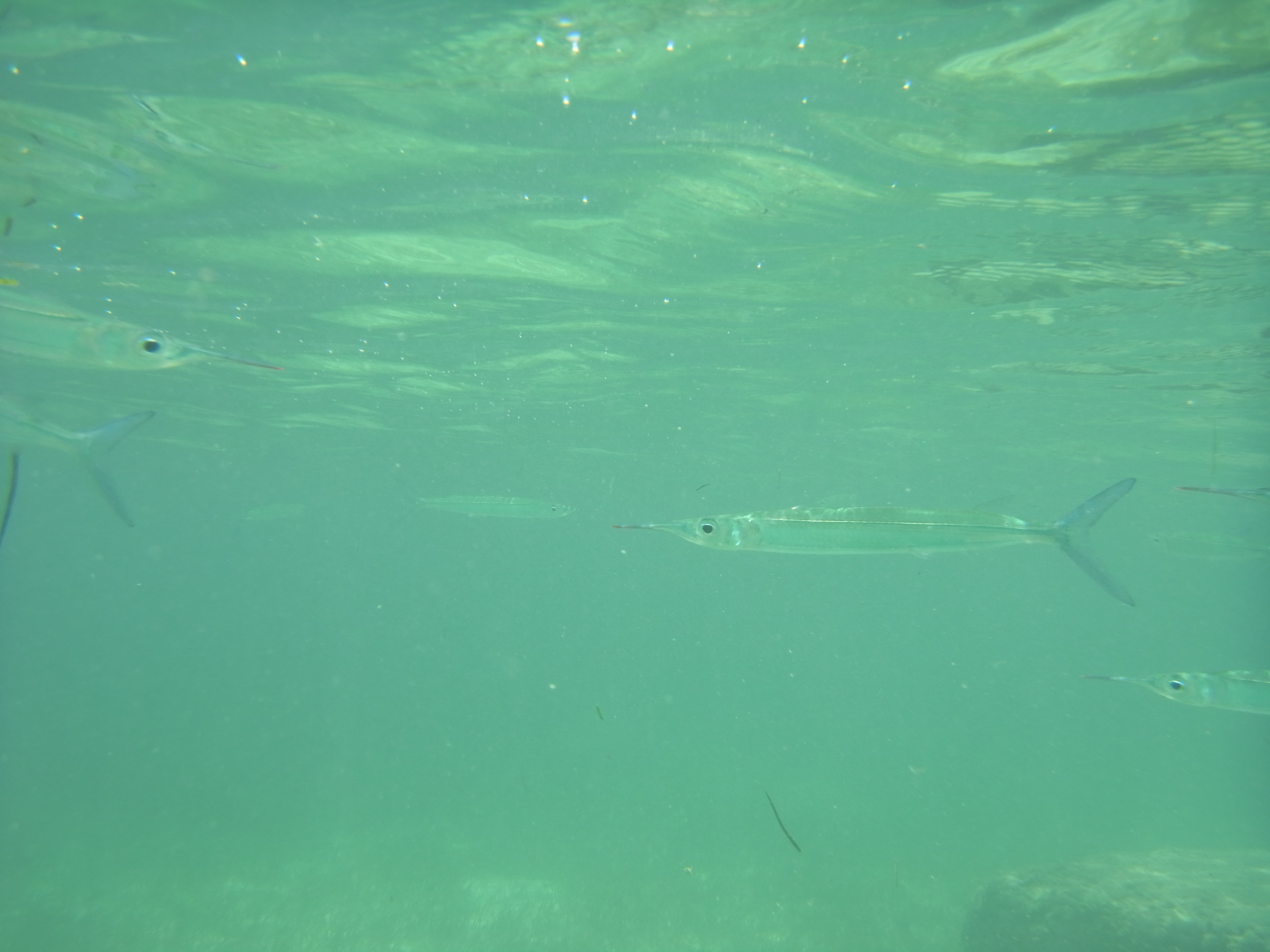 <b>RICOH PX / 約5.0MB / 4,608×3,456 / 1/410秒 / F4 / 0EV / ISO100 / 5.6mm</b>