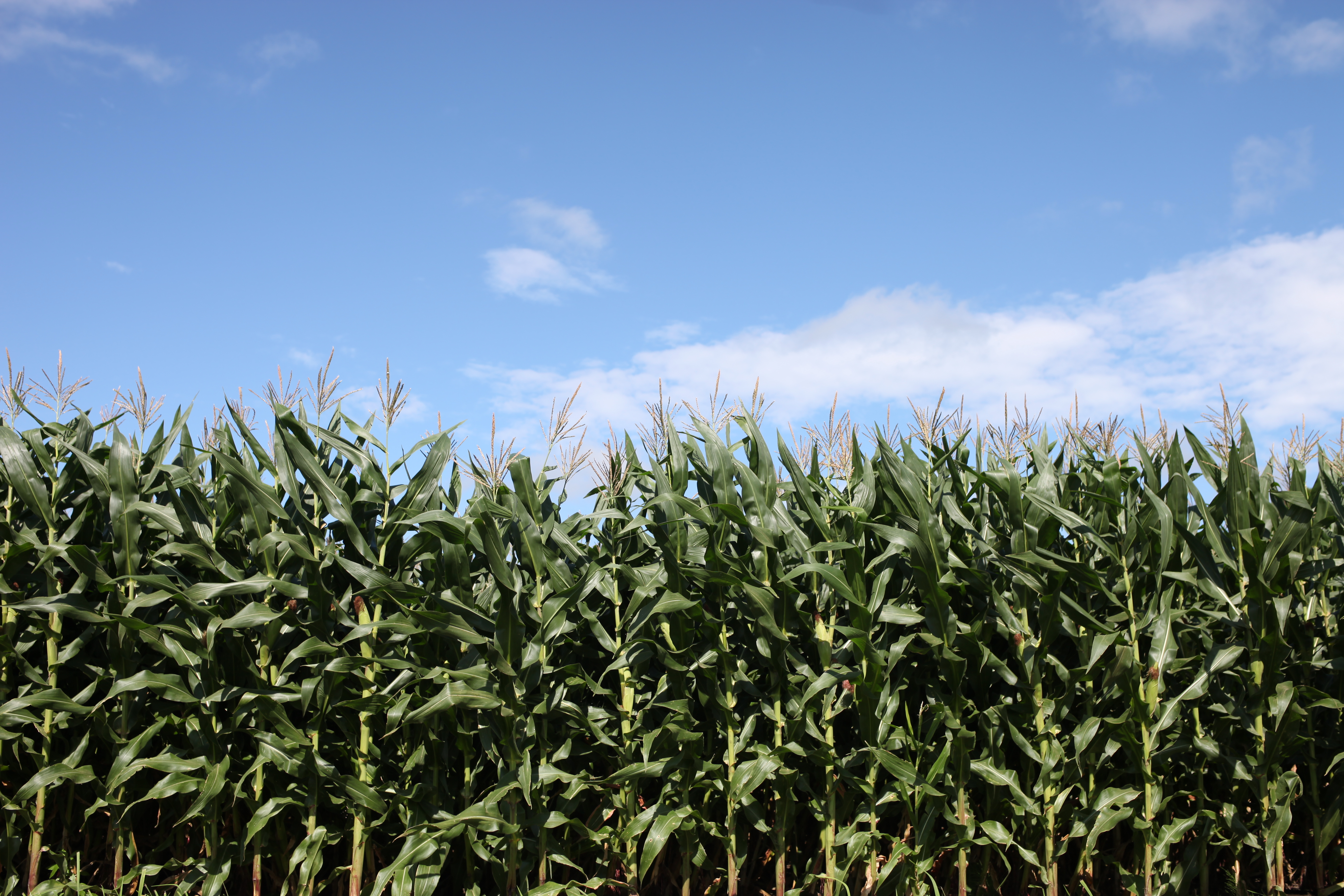 <b>EOS 5D Mark II / Distagon T* 1.4/35 ZE / 約6.6MB / 5,616×3,744 / 1/800秒 / F4 / +0.3EV / ISO100 / WB:オート</b>