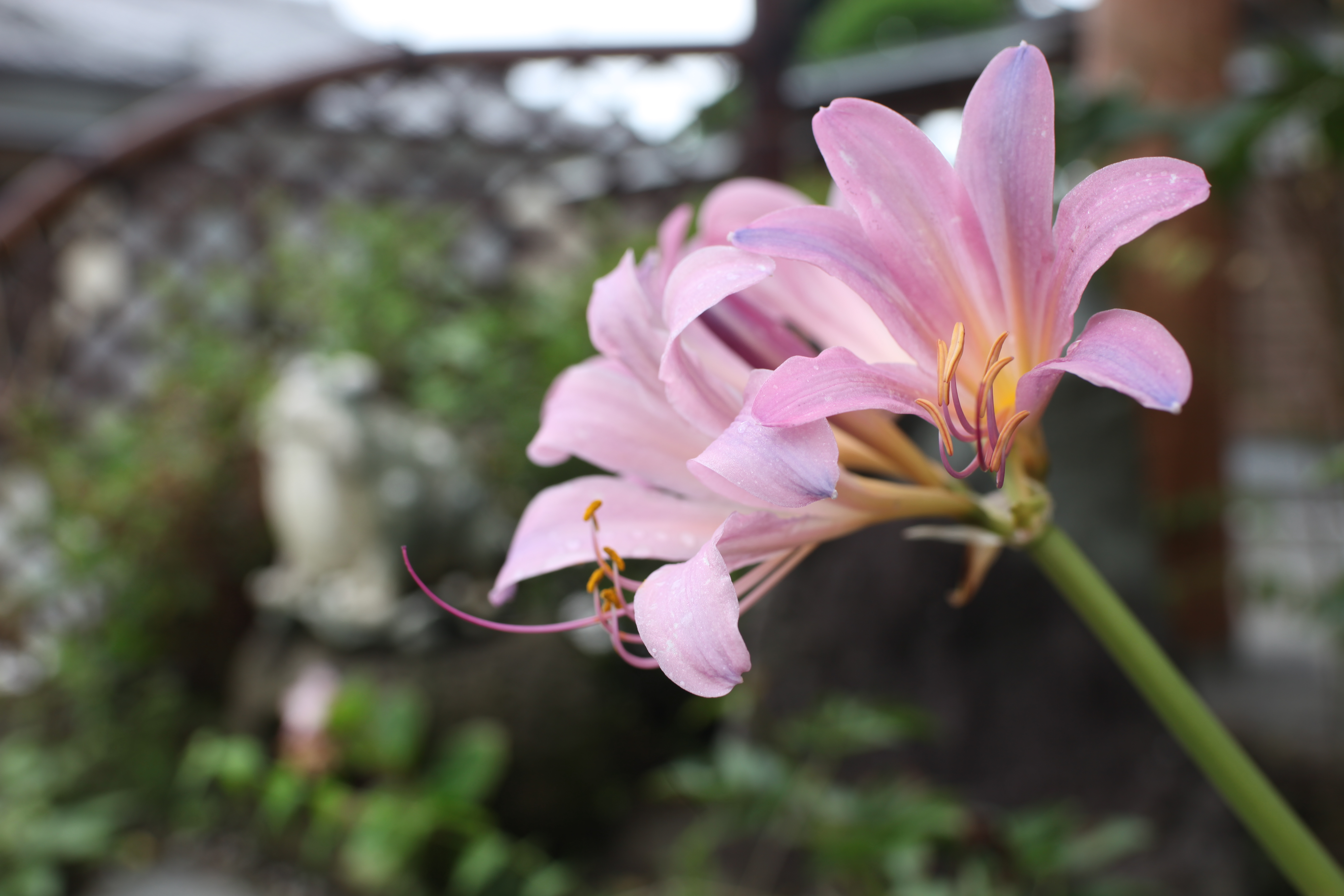 <b>EOS 5D Mark II / Distagon T* 1.4/35 ZE / 約4.0MB / 5,616×3,744 / 1/80秒 / F5.6 / +0.7EV / ISO100 / WB:オート</b>