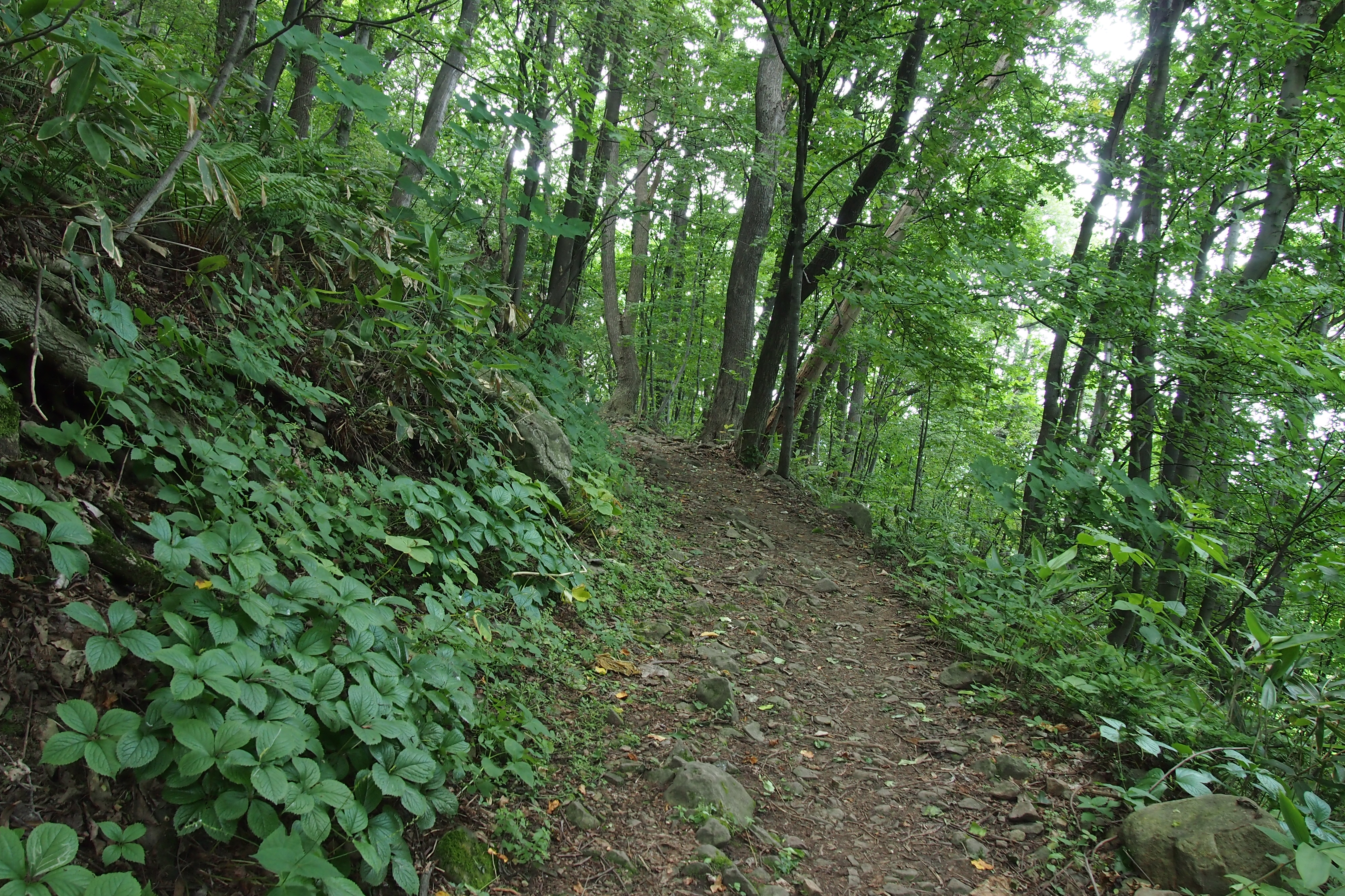 <b>麓近くにある札幌平和塔まで行ってみることにした。これは途中の登山道で。まだセミは鳴いてなくてとても静かだった。E-P3 / M.ZUIKO DIGITAL 14-42mm F3.5-5.6 II R / 4,032×2,688 / 絞り優先AE / 1/15秒 / F7.1 / -0.3EV / ISO400 / WB:太陽光 / 14mm</b>