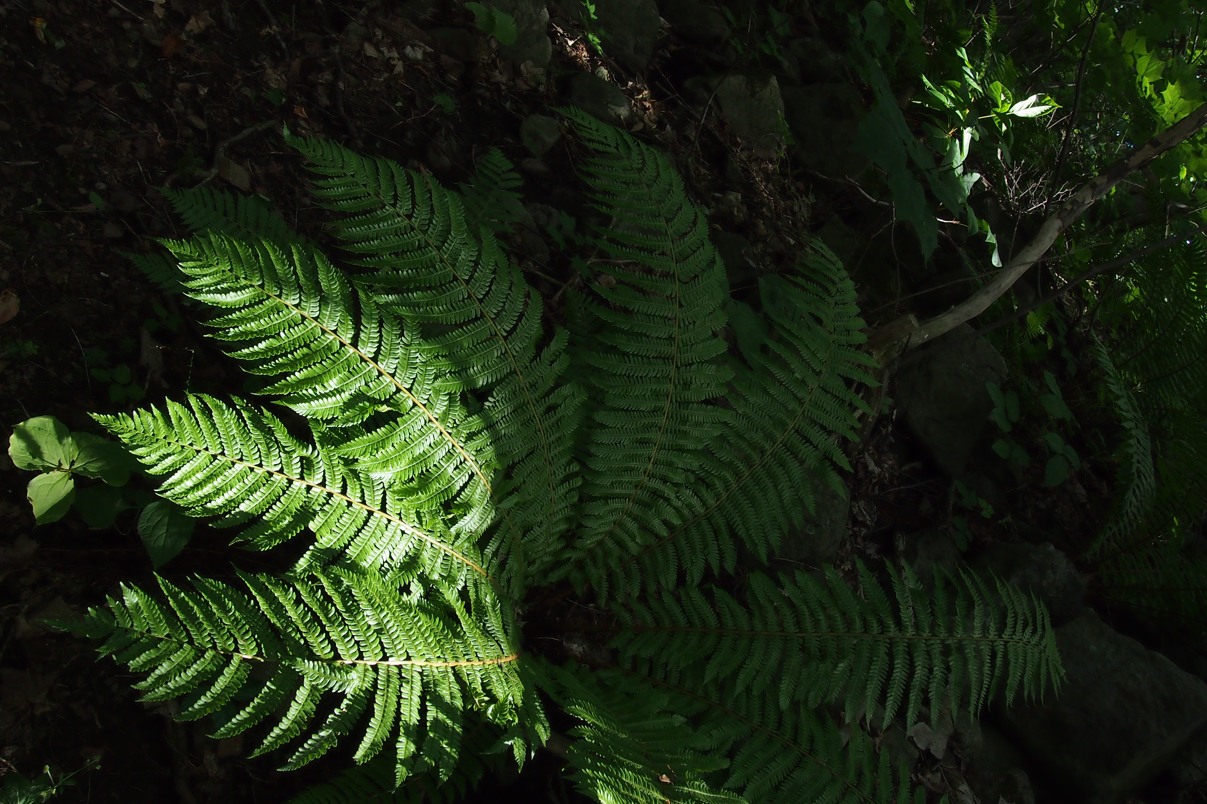 <b>日中はほぼ曇りだったけど、ときどき青空が見えたり陽が射したり。そうそう。書き忘れてたけど、個人的好みで3:2比率で撮ってます。E-P3 / M.ZUIKO DIGITAL 14-42mm F3.5-5.6 II R / 4,032×2,688 / 絞り優先AE / 1/160秒 / F7.1 / -1.3EV / ISO400 / WB:太陽光 / 14mm</b>