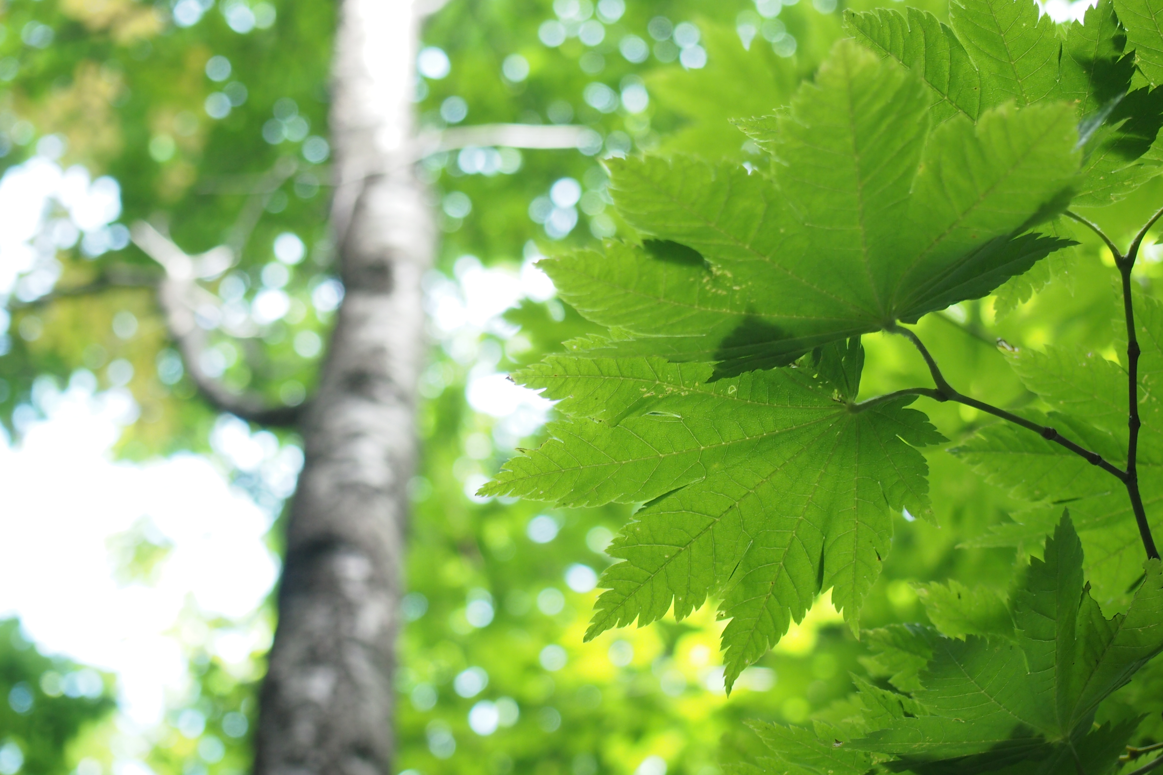 <b>望遠端で寄れば少しはボケてくれる。でも、暗いズームなので、ちょびっと程度。早くM.ZUIKO DIGITAL 45mm F1.8が発売されないかな。E-P3 / M.ZUIKO DIGITAL 14-42mm F3.5-5.6 II R / 4,032×2,688 / 絞り優先AE / 1/50秒 / F5.6 / 1.0EV / ISO400 / WB:太陽光 / 42mm</b>