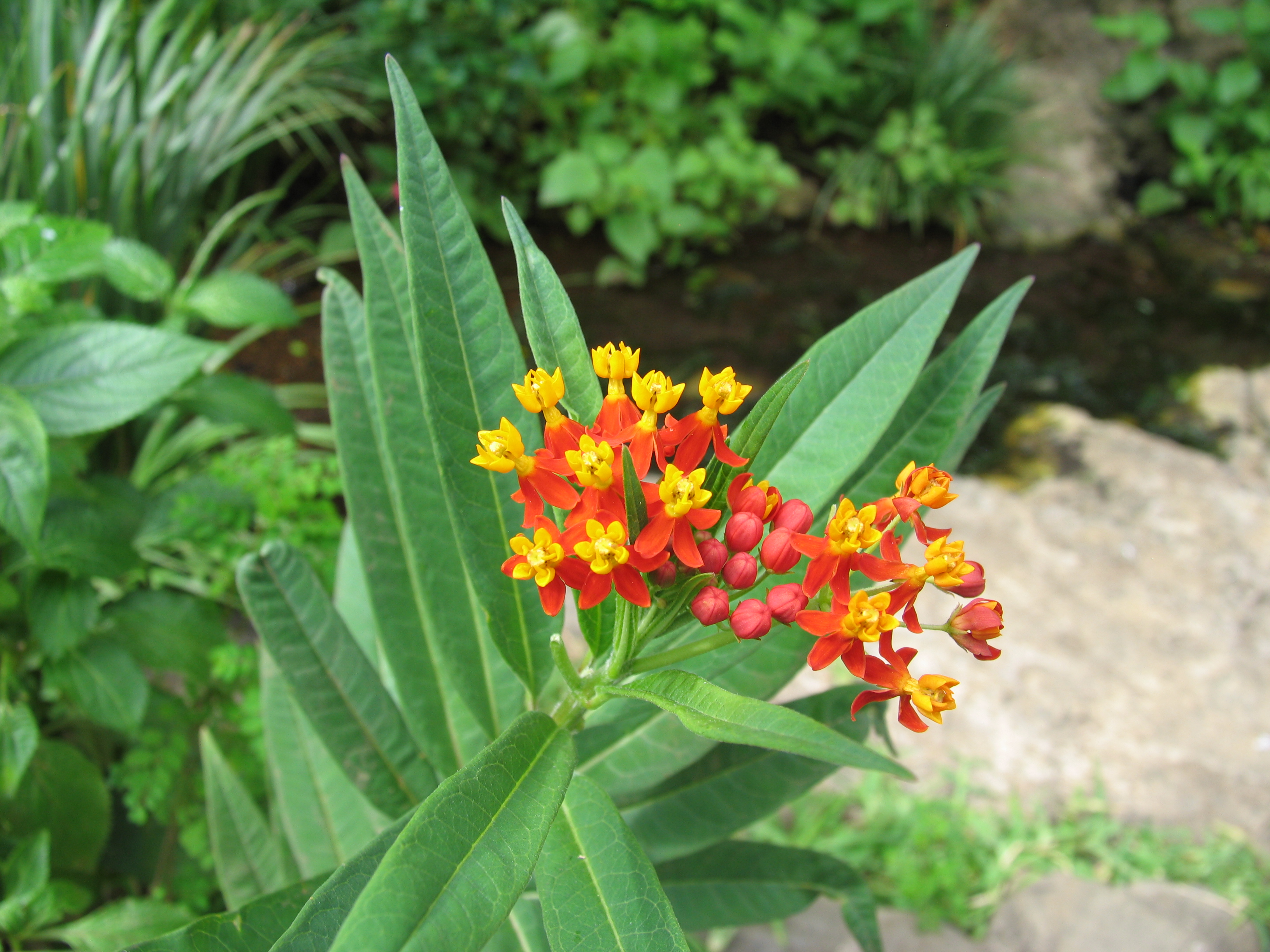 <b>マクロ（28mm相当） / PowerShot Pro1 / 約2.7MB / 3,264×2,448 / 1/125秒 / F3.5 / 0.0EV / ISO50 / WB:オート / 7.2mm</b>