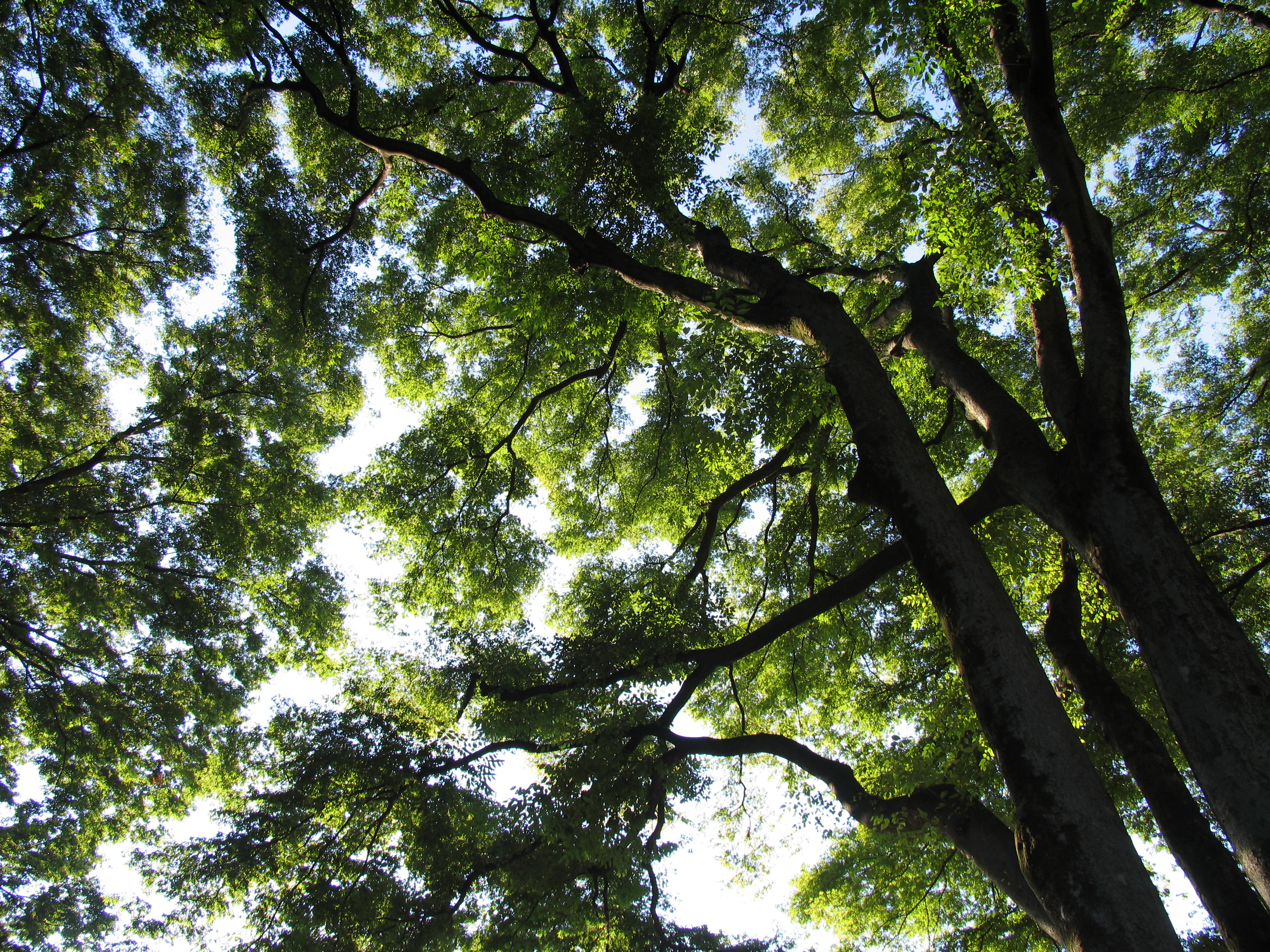 <b>JPEGで撮影 / PowerShot Pro1 / 約6.2MB / 3,264×2,448 / 1/125秒 / F4 / 0.0EV / ISO50 / WB:オート / 7.2mm</b>