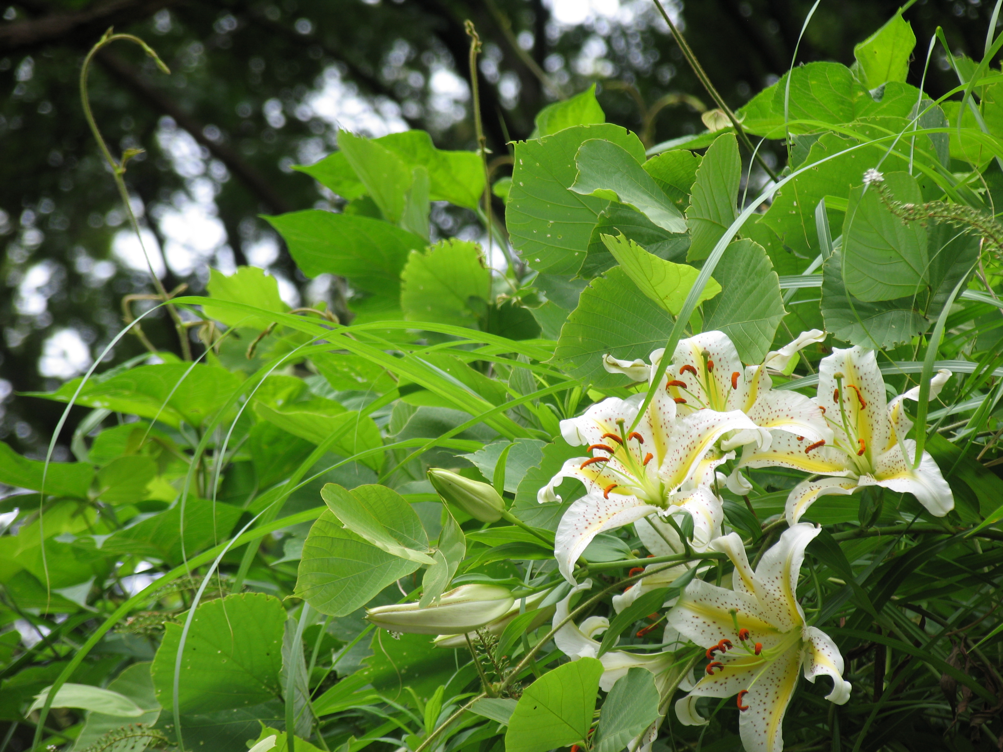 <b>PowerShot Pro1 / 約3.0MB / 3,264×2,448 / 1/160秒 / F3.5 / 0.0EV / ISO50 / WB:オート / 50.8mm</b>