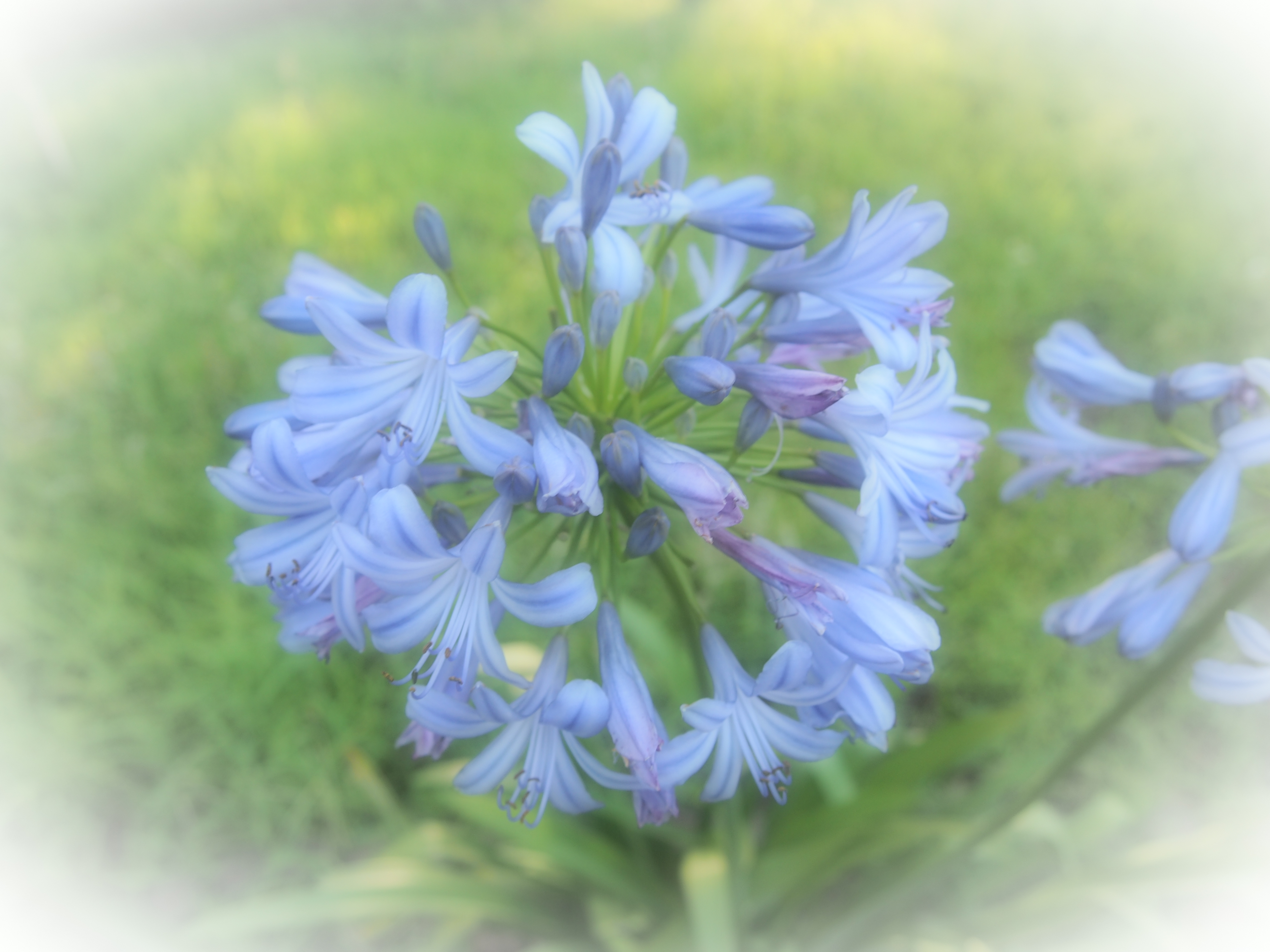 <b>デイドリーム。E-P3 / M.ZUIKO DIGITAL 14-42mm F3.5-5.6 II R / 4,032×3,024 / 1/125秒 / F4.5 / 0EV / ISO200 / プログラム / WB:オート / 14mm</b>