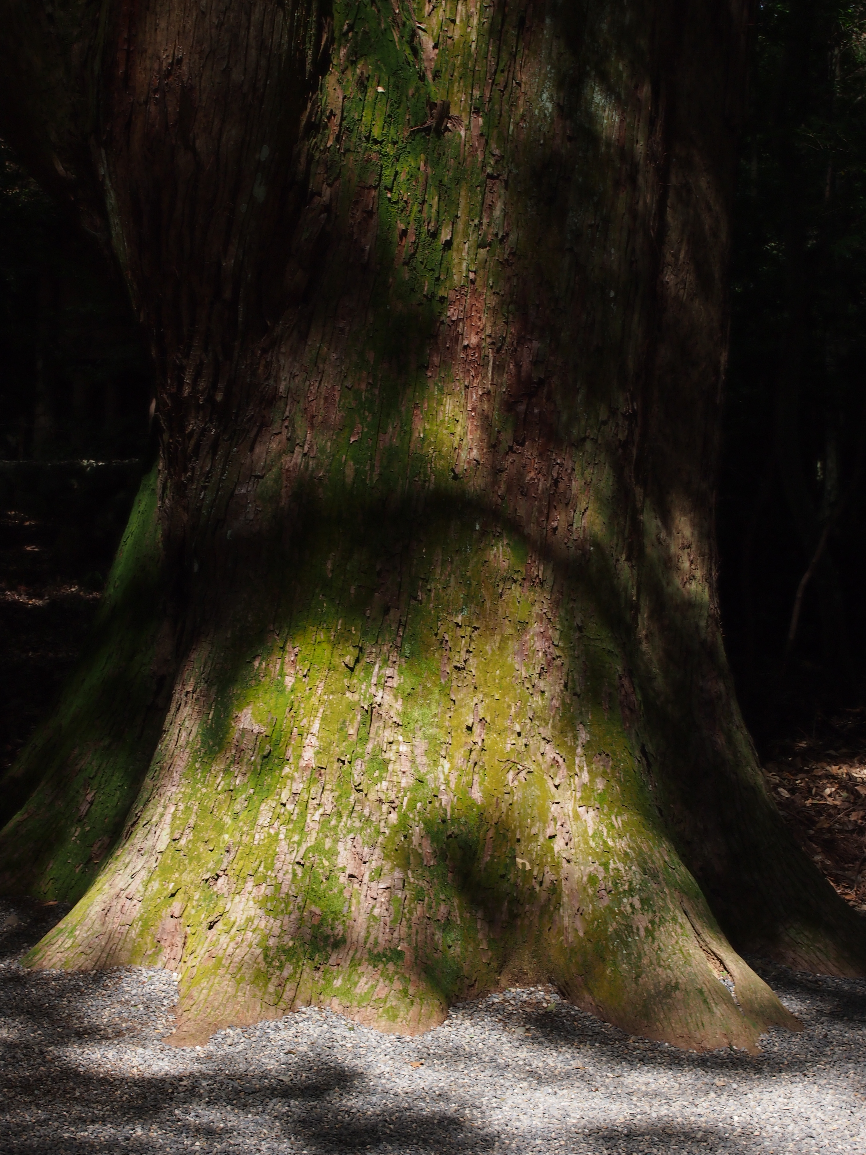 <b>E-P3 / M.ZUIKO DIGITAL 14-42mm F3.5-5.6 II R / 3,024×4,032 / 1/100秒 / F10 / -1EV / ISO200 / プログラムAE / WB:オート / 37mm</b>