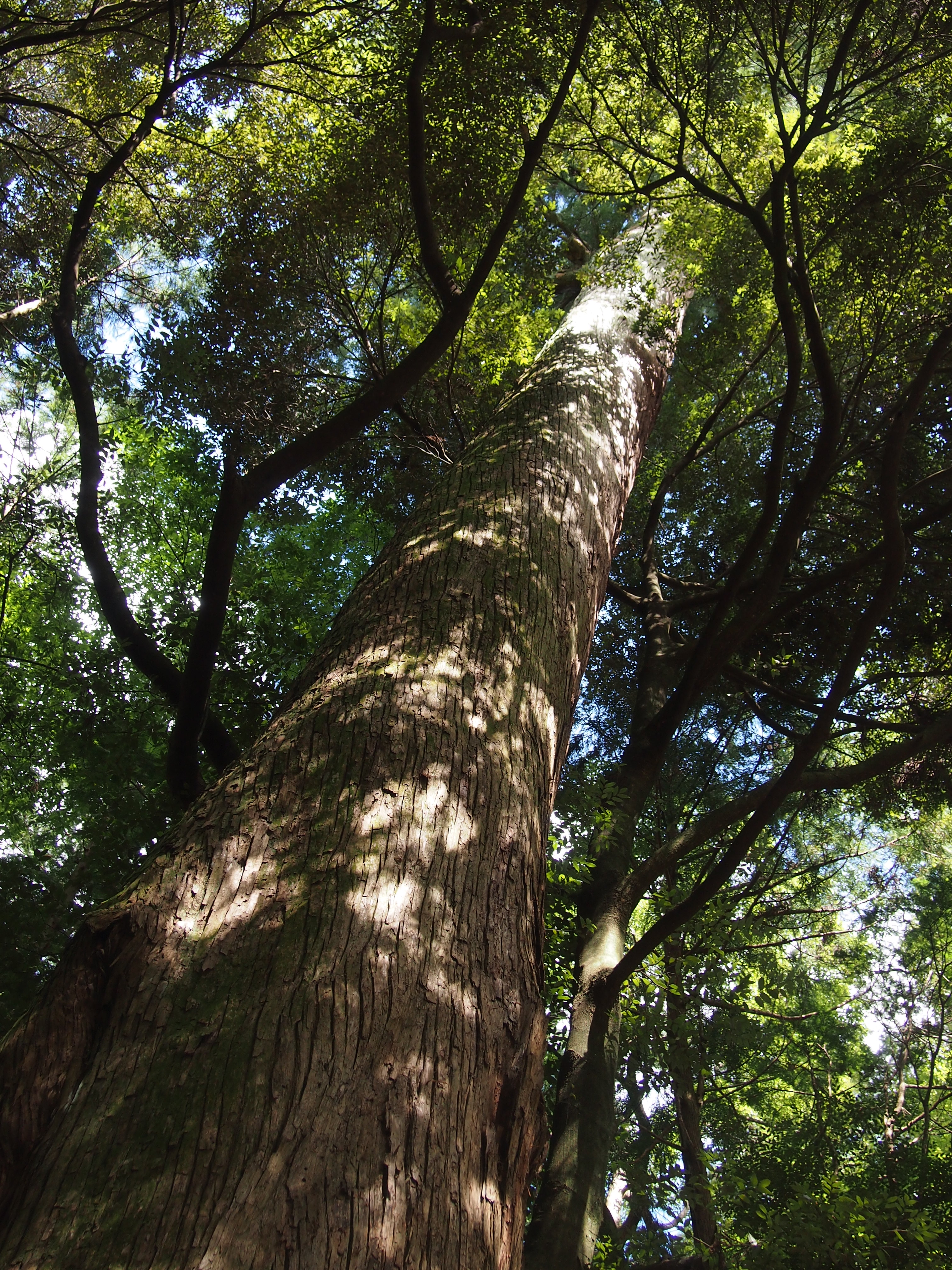 <b>E-P3 / M.ZUIKO DIGITAL 14-42mm F3.5-5.6 II R / 4,032×3,024 / 1/80秒 / F4.5 / -0.7EV / ISO200 / プログラムAE / WB:オート / 19mm</b>