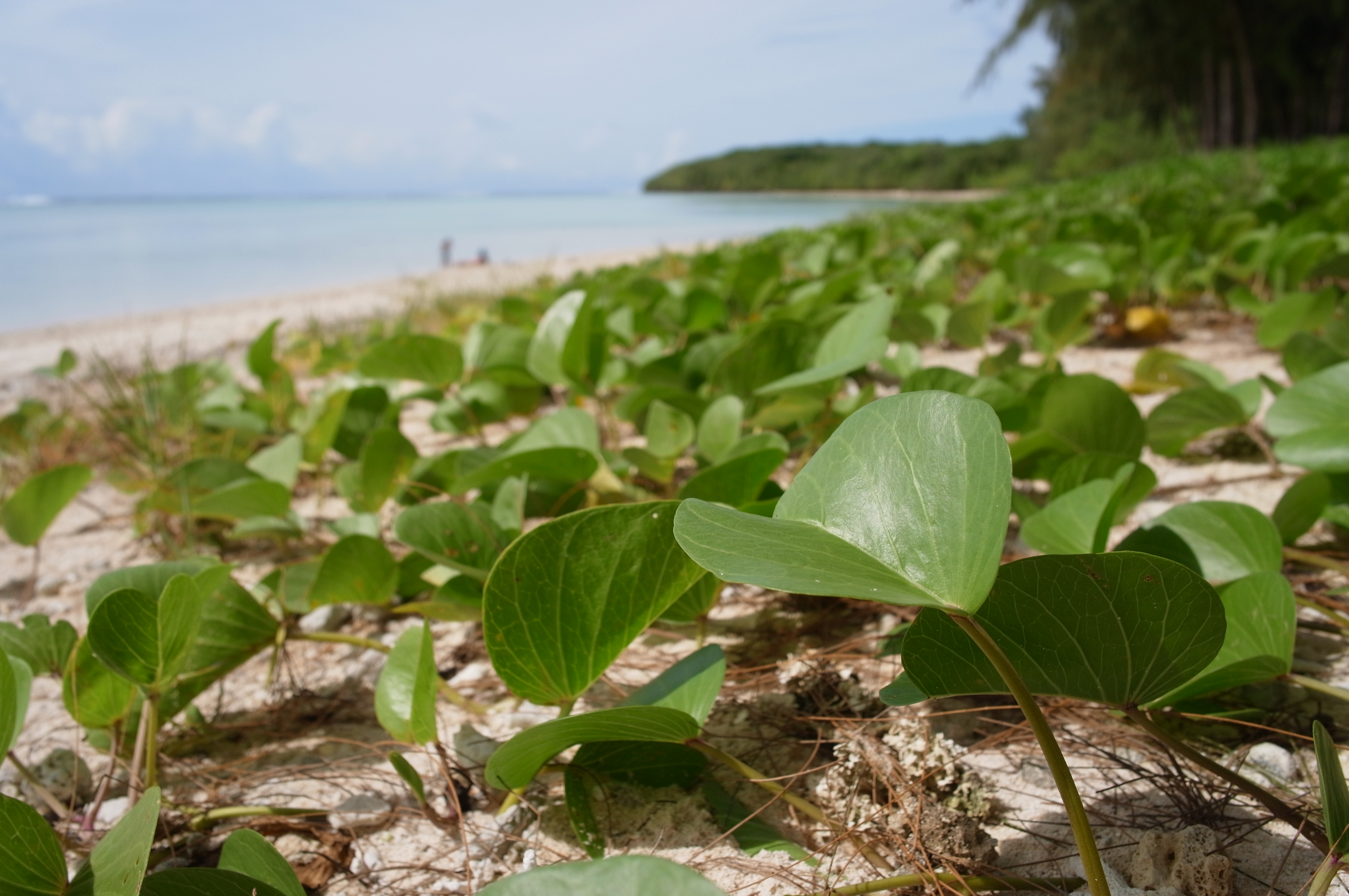<b>フィルターなし / GXR / GR LENS A12 28mm F2.5 / 約4.2MB / 4,288×2,848 / 1/1,740秒 / F5 / 0.0EV / ISO200 / WB:太陽光 / 18.3mm</b>