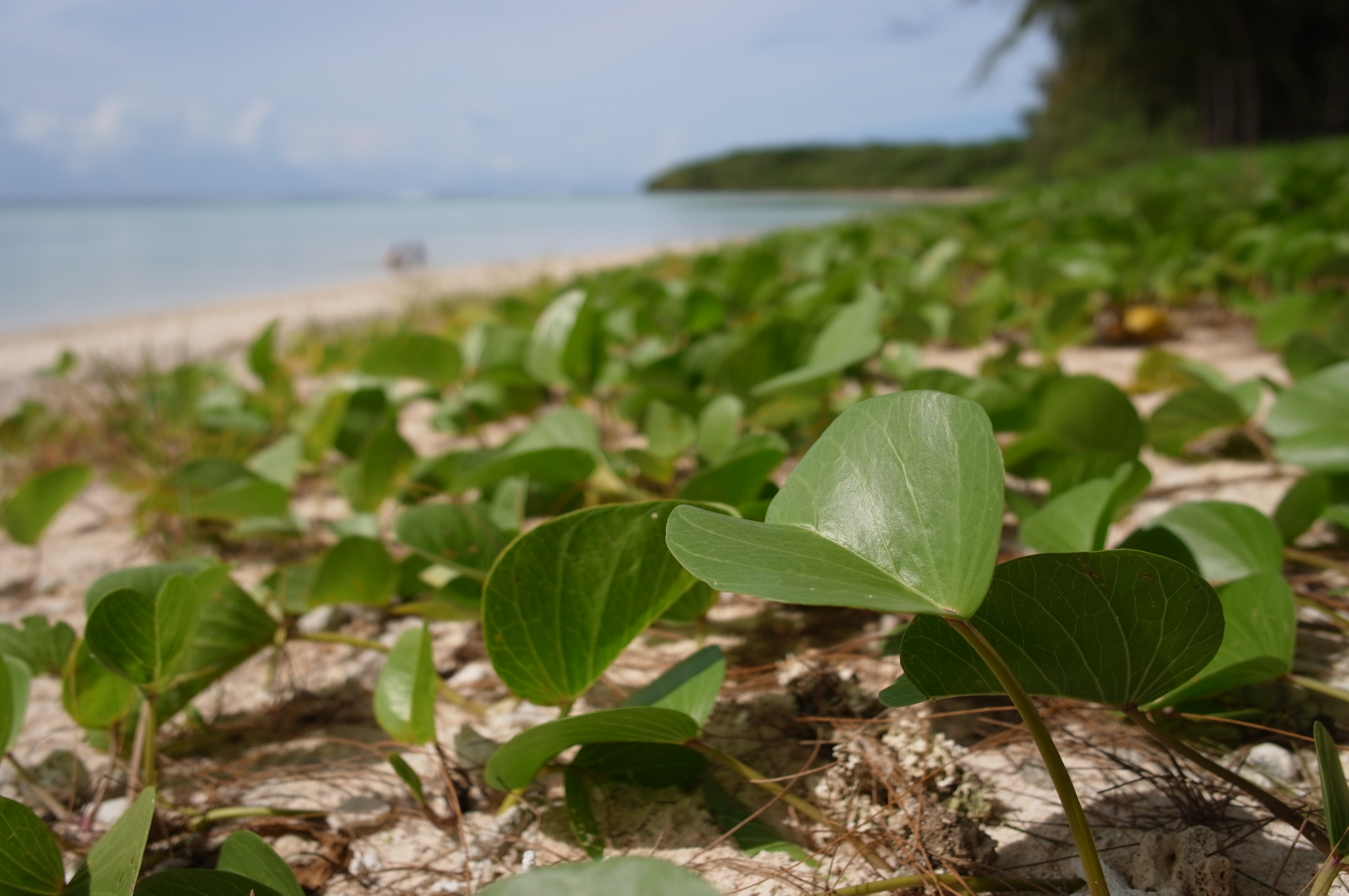 <b>ND4 / GXR / GR LENS A12 28mm F2.5 / 約4.1MB / 4,288×2,848 / 1/1,520秒 / F3.2 / 0.0EV / ISO200 / WB:太陽光 / 18.3mm</b>
