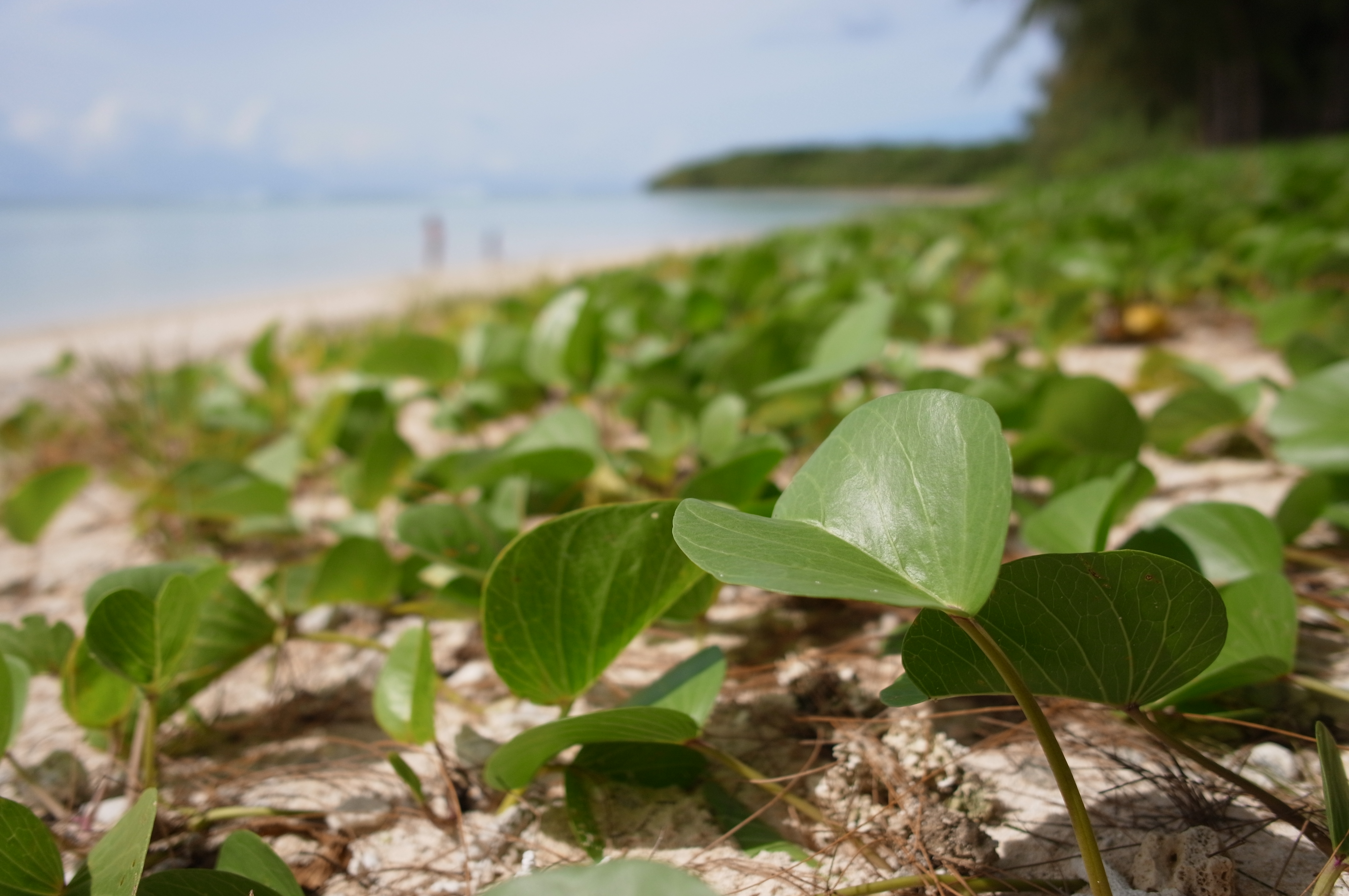 <b>ND2+ND4 / GXR / GR LENS A12 28mm F2.5 / 約4.0MB / 4,288×2,848 / 1/930秒 / F2.5 / 0.0EV / ISO200 / WB:太陽光 / 18.3mm</b>