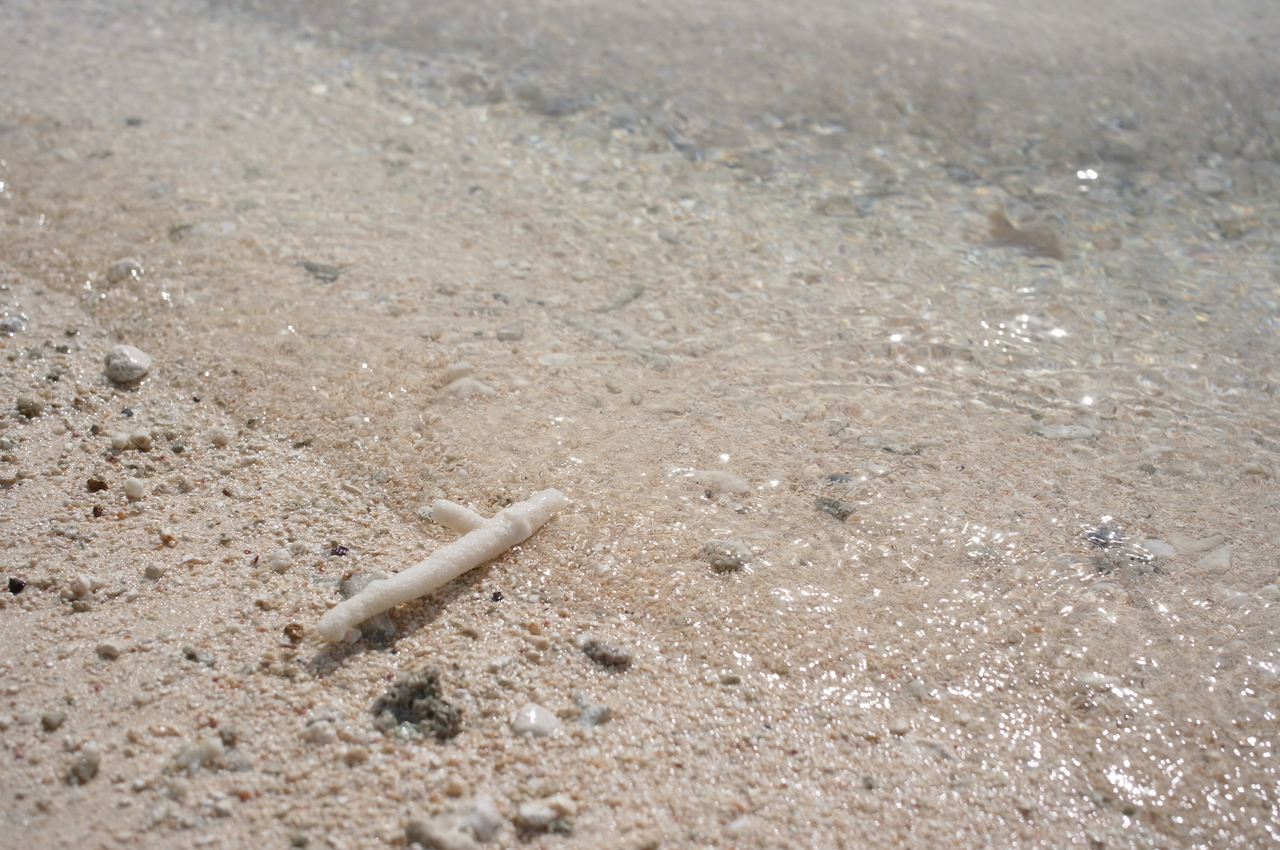 <b>フィルターなし / GXR / GR LENS A12 28mm F2.5 / 約4.2MB / 4,288×2,848 / 1/2300秒 / F5 / +0.7EV / ISO200 / WB:屋外 / 33mm</b>