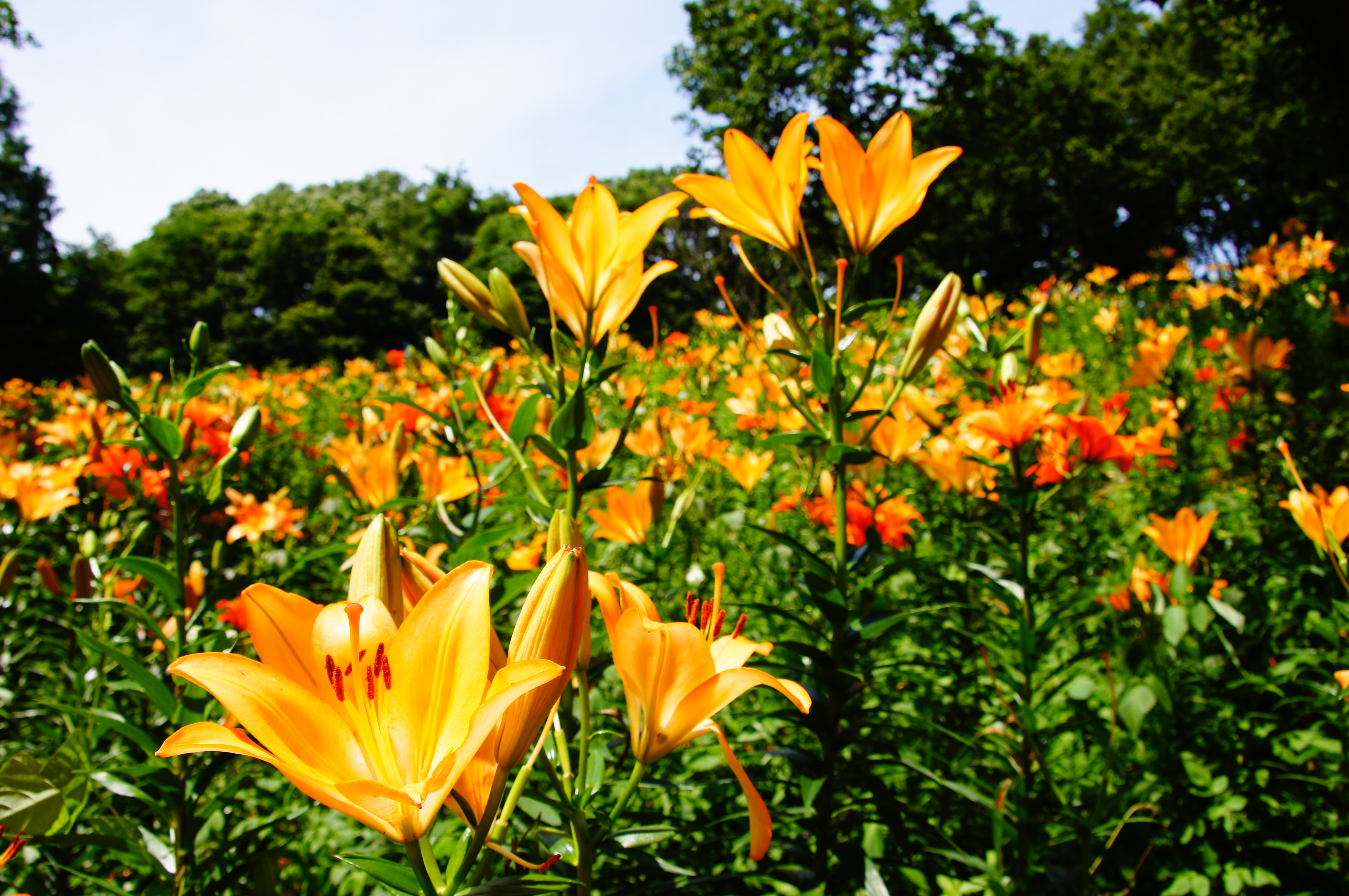 <b>ピクチャーエフェクト:ポップカラー / α55 / AF 18-250mm F3.5-6.3 Di II LD Aspherical [IF] Macro / 4,912×3,264 / 1/250秒 / F7 / 0EV / ISO100 / オート / WB:オート / 18mm</b>