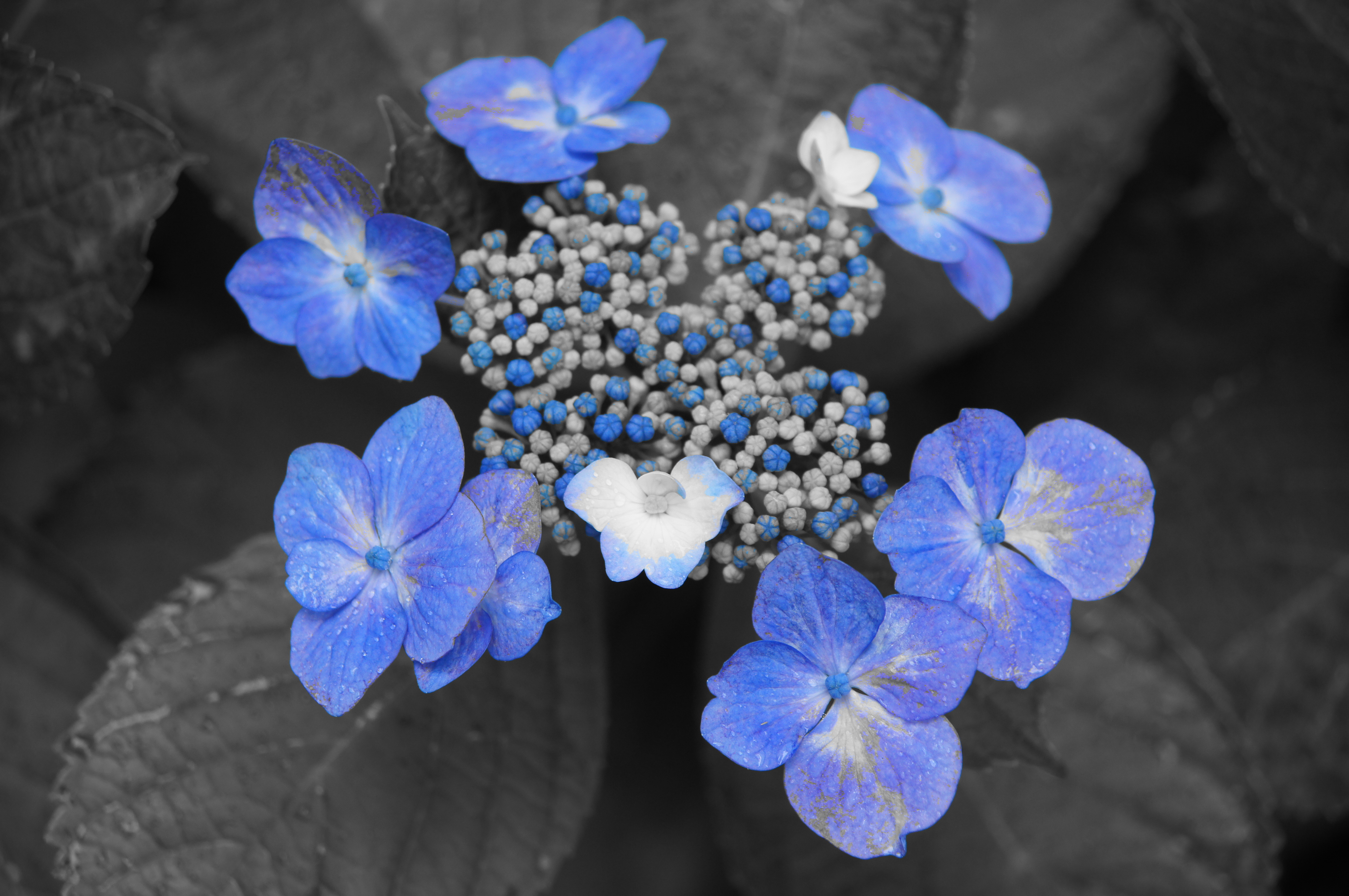 <b>ピクチャーエフェクト:パートカラー（ブルー） / α55 / DT 16-80mm F3.5-4.5 ZA / 4,912×3,264 / 1/125秒 / F4.5 / 0EV / ISO200 / オート / WB:オート / 80mm</b>