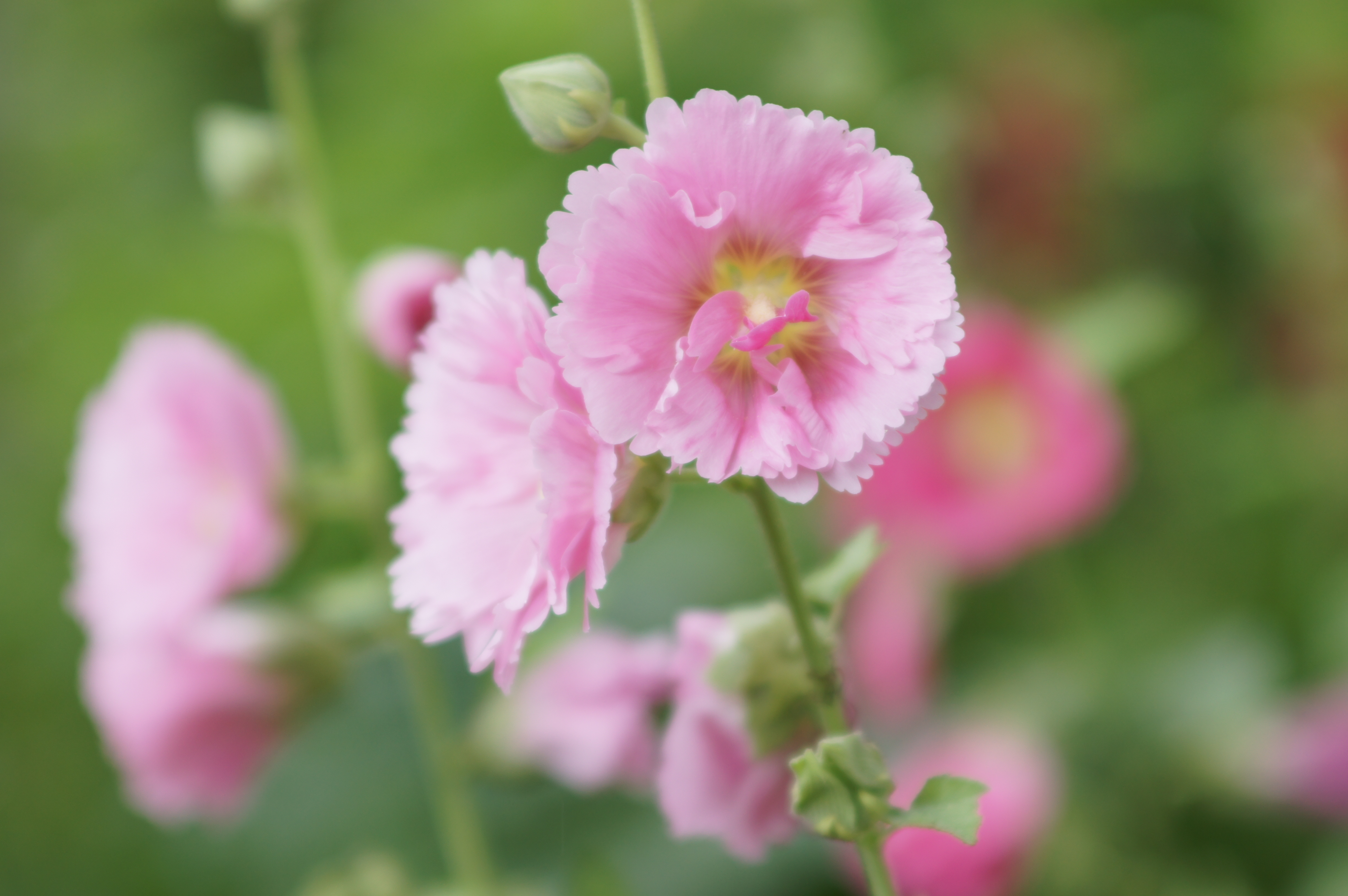 <b>ピクチャーエフェクト:ハイキー / α55 / AF SOFT FOCUS 100mm F2.8 / 4,912×3,264 / 1/160秒 / F2.8 / -0.3EV / ISO125 / オート / WB:太陽光 / 100mm</b>