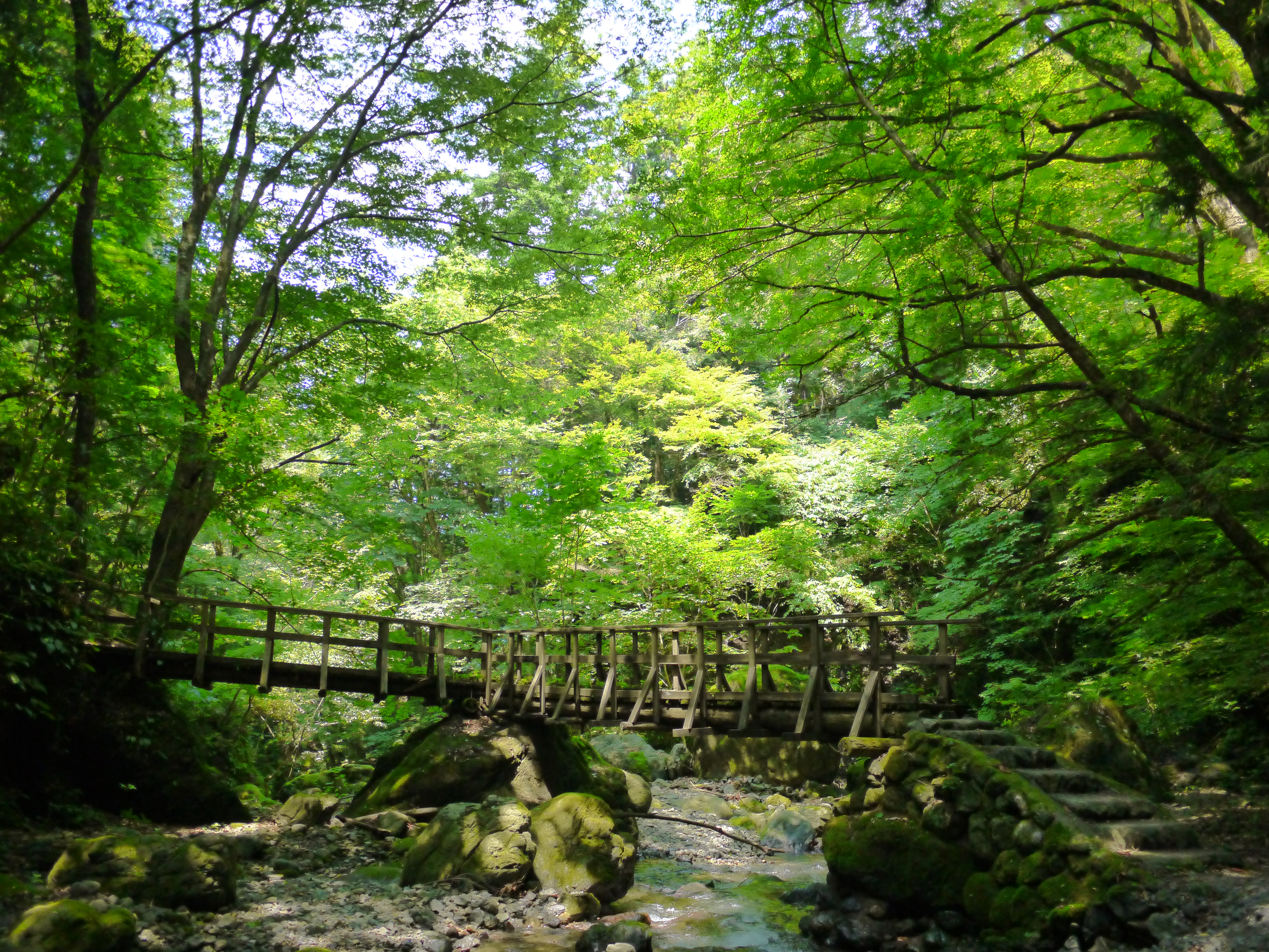 <b>36度の猛暑の中、少しでも涼しい気分になりたかったので明暗を強調して涼しさを演出してみました。さすがに葉の描写は甘くなってしまいました……。クリエイティブコントロール：ハイダイナミック / DMC-GF3 / LUMIX G 14mm F2.5 ASPH. / 4,000×3,000 / 1/500秒 / F2.5 / 0EV / ISO640 / プログラム / WB:オート / 14mm</b>