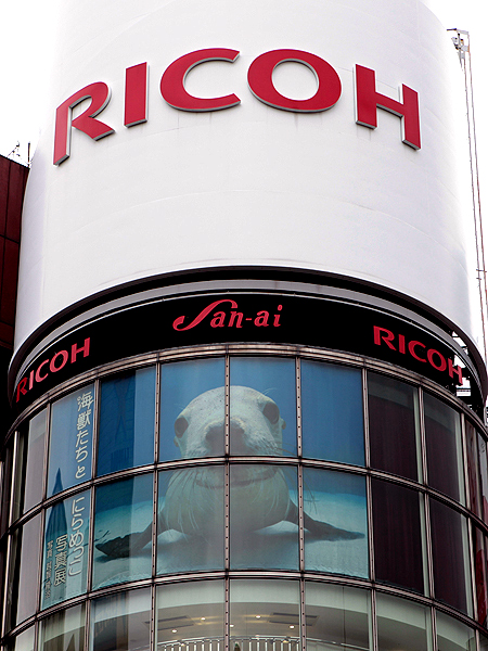 <b>RING CUBEの窓に大きなアシカの作品を掲示した</b>