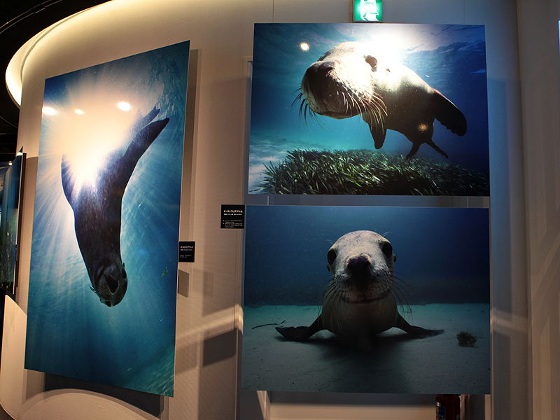 <b>最初のプリントでアシカが迎えてくれる</b>