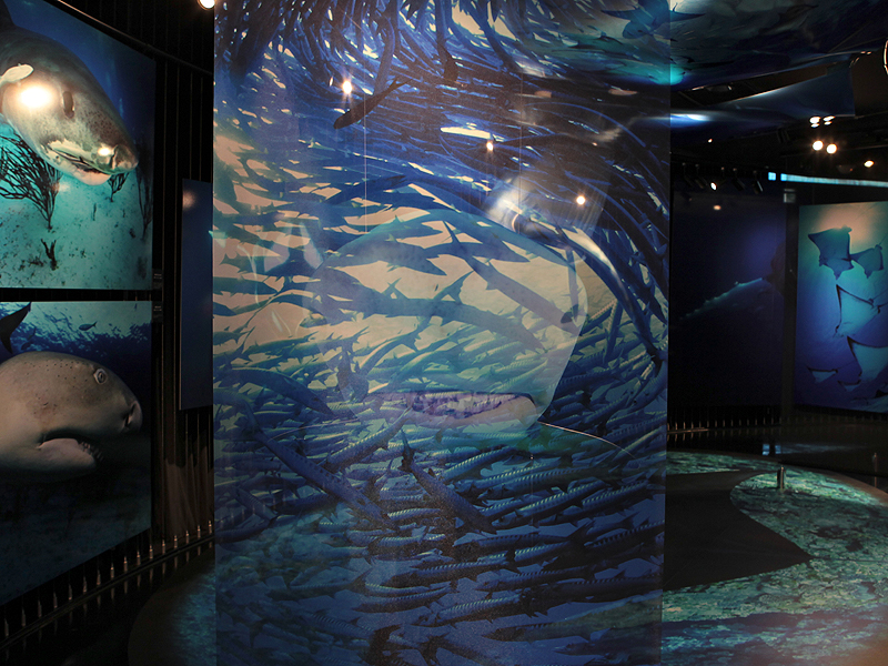 <b>鮫が襲ってくる様子を立体的に表現した展示も</b>