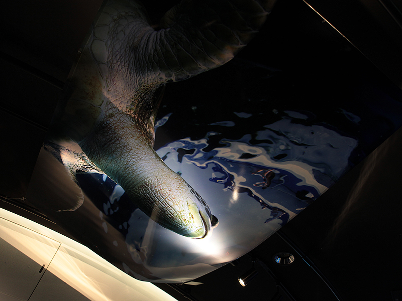 <b>天井にも多くのプリントを配置し、水中から見上げる感覚が味わえる</b>