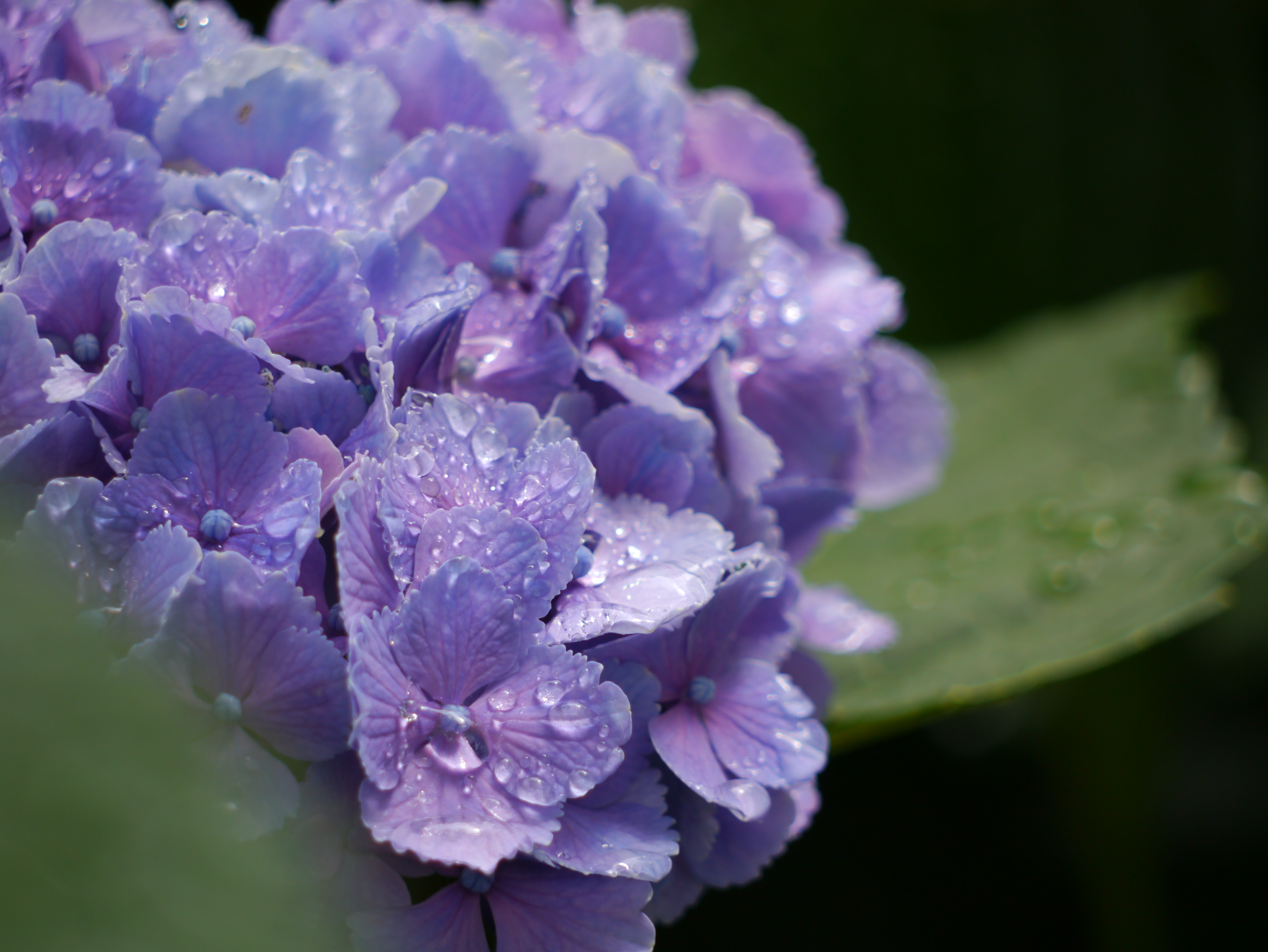 <b>DMC-G3 / LUMIX G VARIO 45-200mm F4-5.6 MEGA O.I.S. / 約5.7MB / 4,592×3,448 / 1/250秒 / F5.6 / 0EV / ISO160 / WB:オート / 200mm</b>