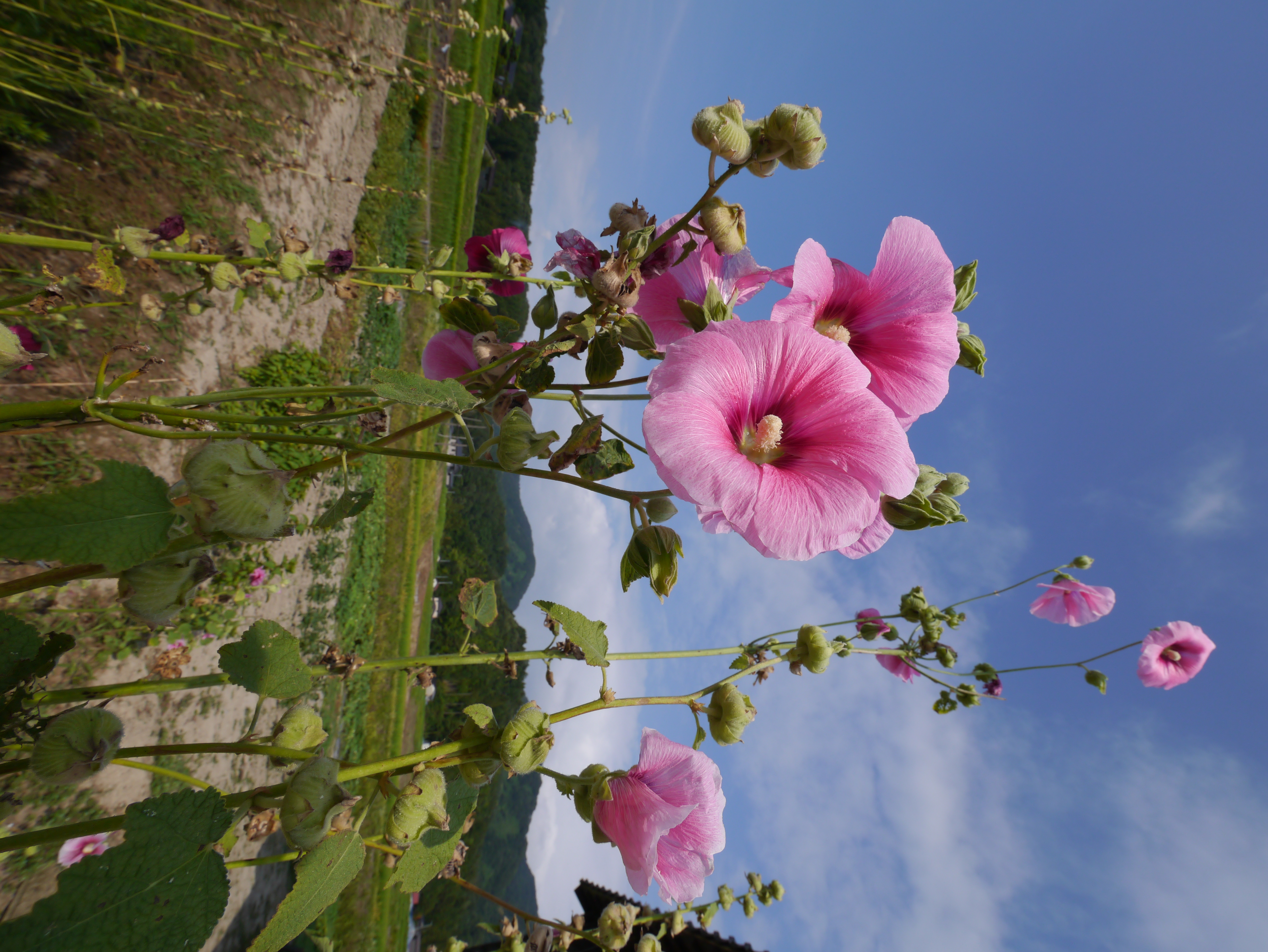 <b>DMC-G3 / LUMIX G VARIO 7-14mm F4 ASPH. / 約6.8MB / 4,592×3,448 / 1/500秒 / F9 / 0EV / ISO160 / WB:オート / 7mm</b>
