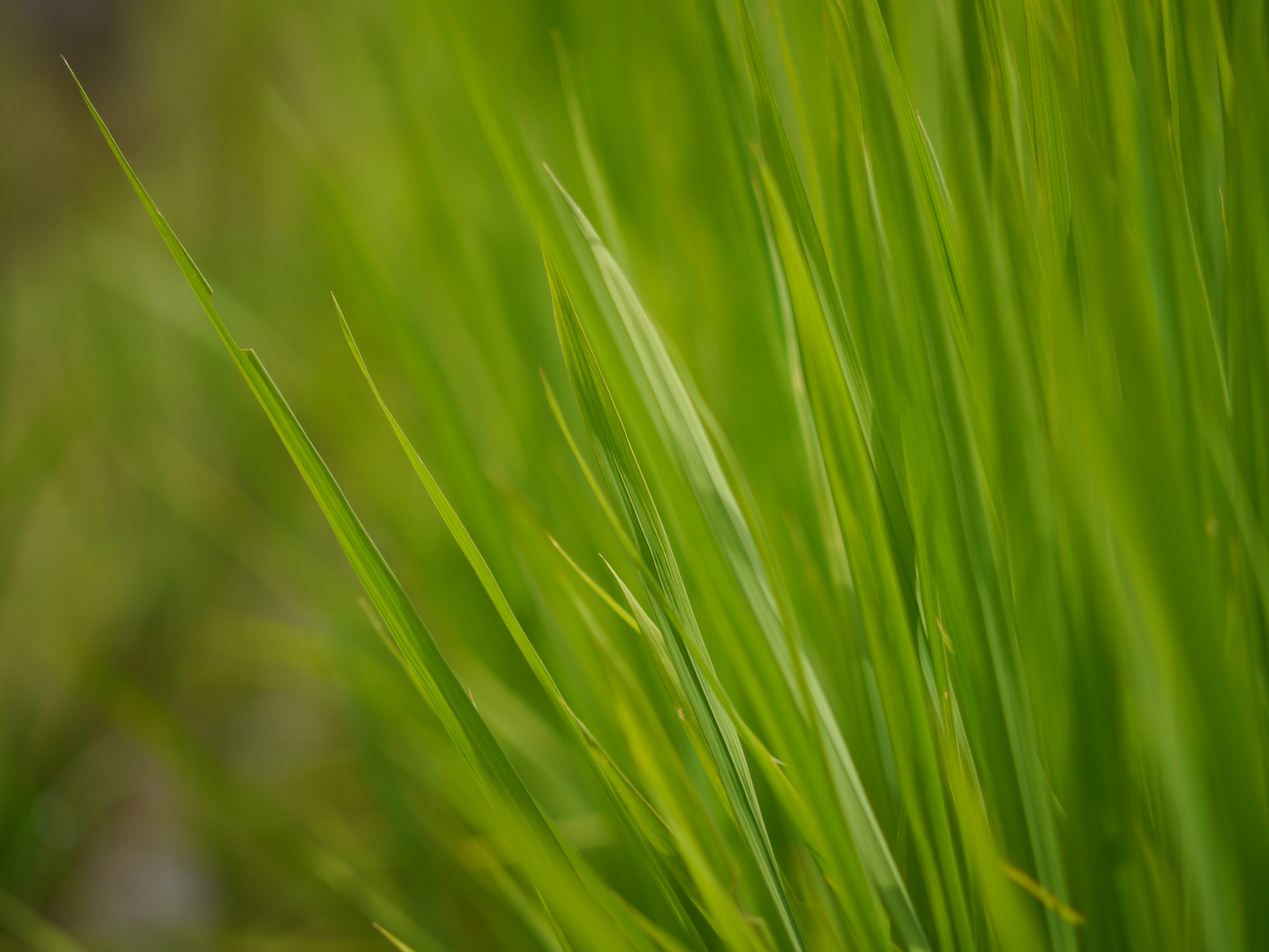 <b>DMC-G3 / LUMIX G VARIO 45-200mm F4-5.6 MEGA O.I.S. / 約5.9MB / 4,592×3,448 / 1/500秒 / F5.6 / 0EV / ISO160 / WB:オート / 200mm</b>