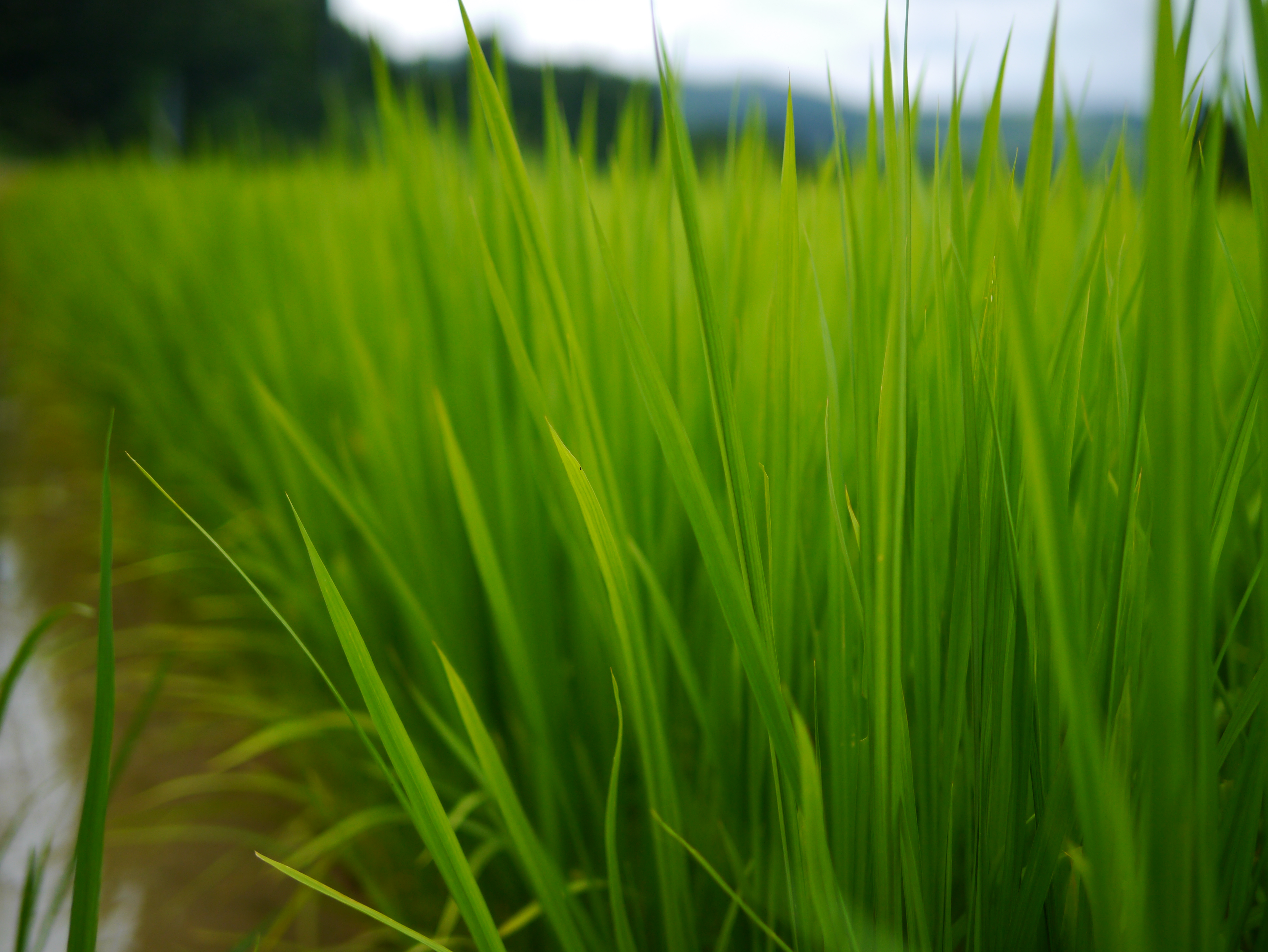 <b>DMC-G3 / LEICA DG SUMMILUX 25mm F1.4 ASPH. / 約6.4MB / 4,592×3,448 / 1/3200秒 / F1.4 / 0EV / ISO160 / WB:オート / 25mm</b>