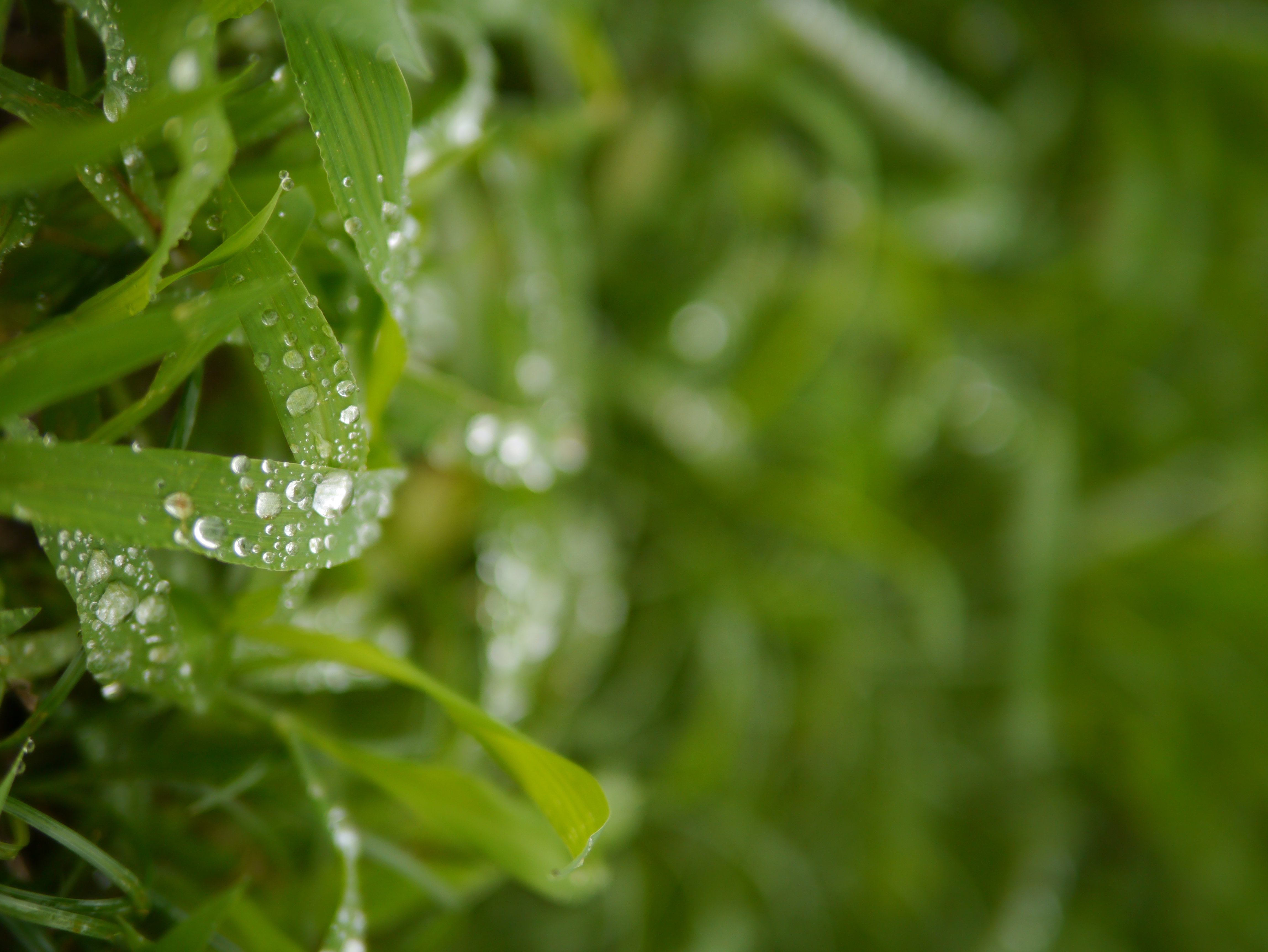 <b>DMC-G3 / LEICA DG SUMMILUX 25mm F1.4 ASPH. / 約5.8MB / 4,592×3,448 / 1/500秒 / F1.4 / 0EV / ISO160 / WB:日陰 / 25mm</b>