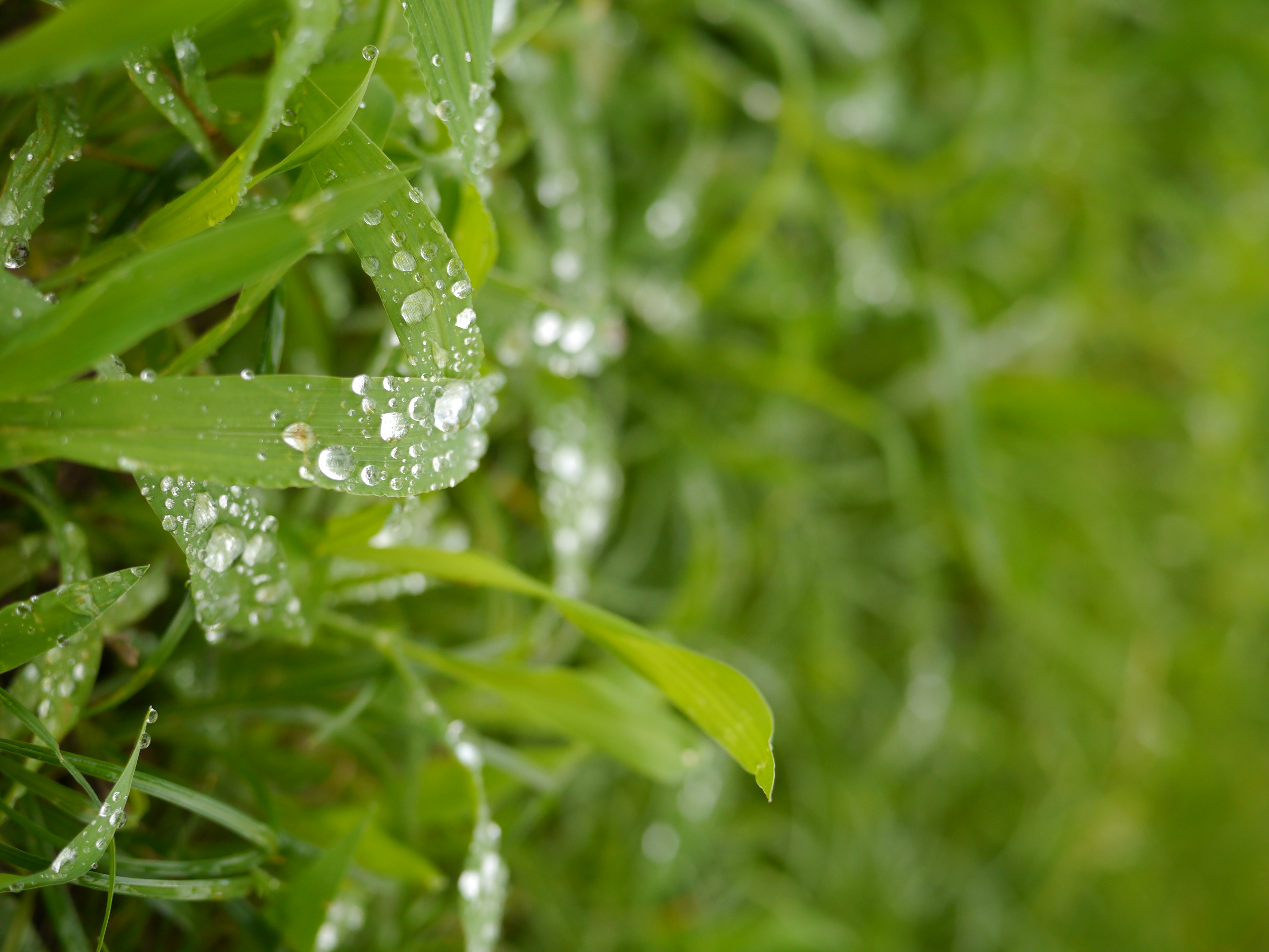 <b>DMC-G3 / LUMIX G 20mm F1.7 ASPH. / 約6MB / 4,592×3,448 / 1/160秒 / F2.5 / 0EV / ISO160 / WB:日陰 / 20mm</b>