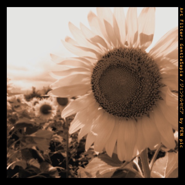 <b>【ジェントルセピア】元気なヒマワリにちょっぴりの哀愁をプラスしてみました</b>