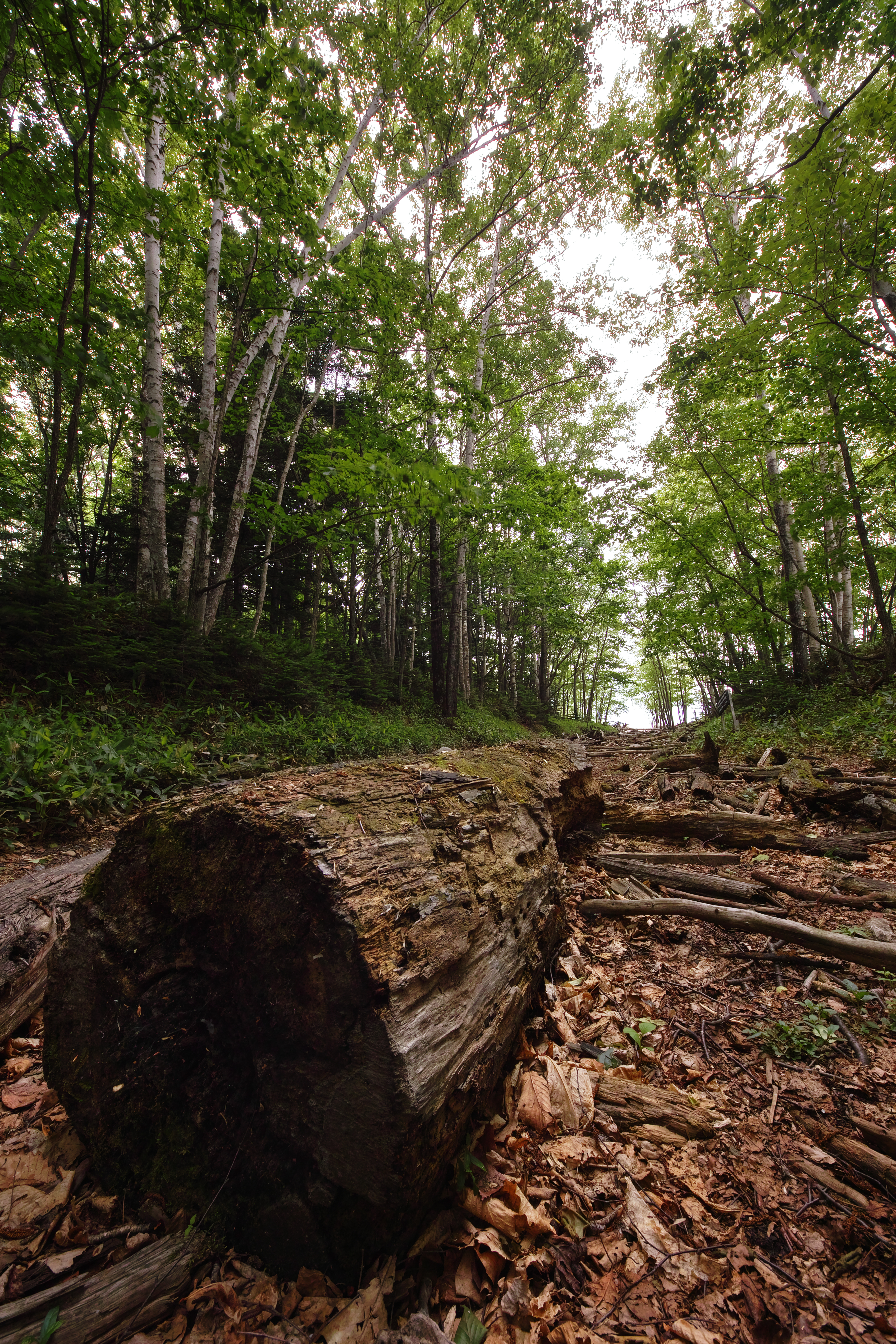 <b>湖面へと続く林道はかつては線路が敷設されていた跡。湖の水位上昇の際に流されて来た流木は、次に水没するまでの虫達の棲み家となる。日中でも薄暗いこの道では、時折ヒグマが散歩しているらしい。SD1 / 8-16mm F4.5-5.6 DC HSM / 約19.5MB / 3,136×4,704 / 1/4秒 / F11 / -0.3EV / ISO100/ 絞り優先AE / WB:晴れ / 8mm</b>