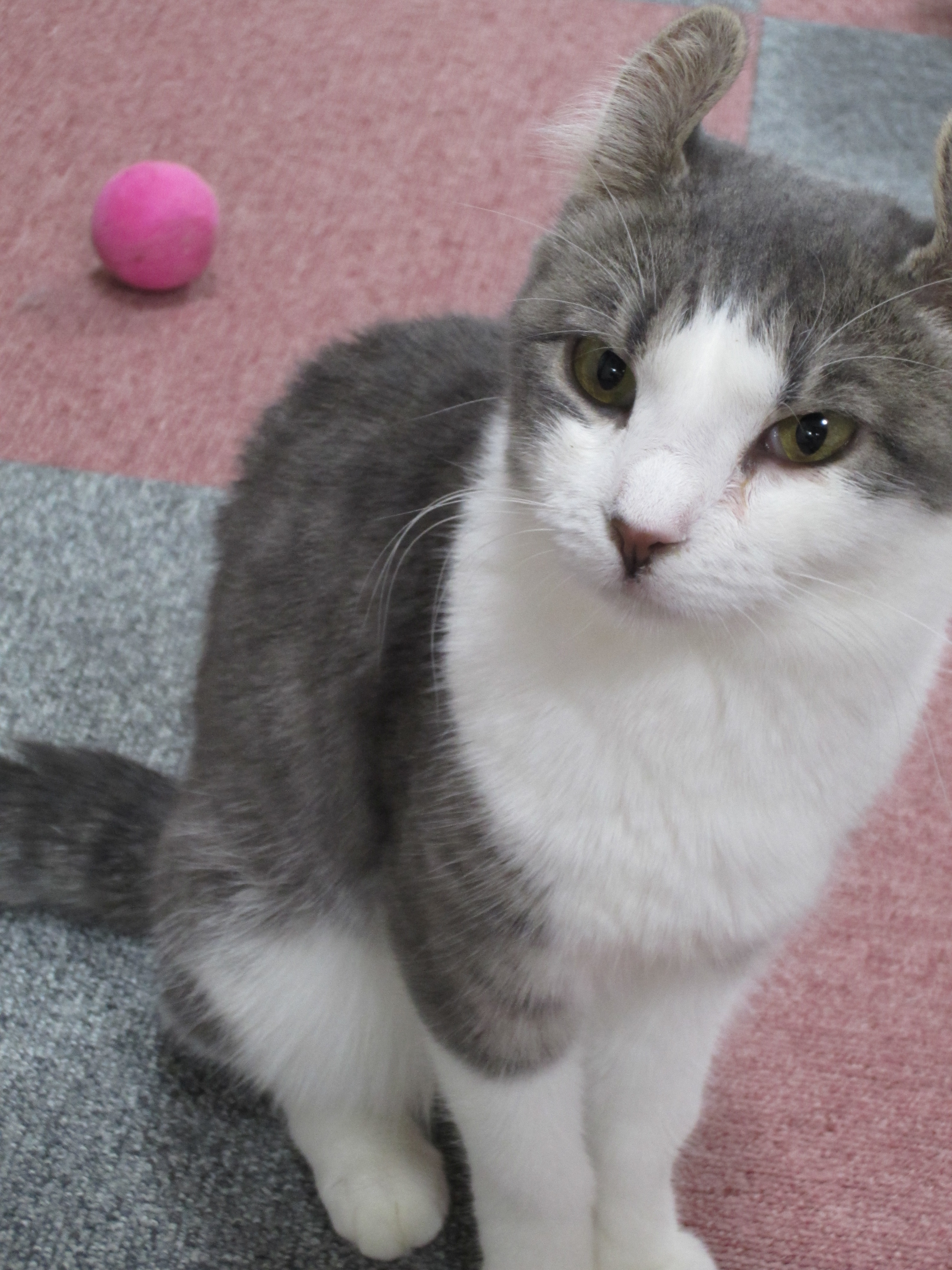 <b>いきなり立ち止まったネコを撮ろうとズーム操作をしていたら耳がぴくっとなって逃げそうになったのでズーム途中で撮影。ホントはもっと引いて耳まで入れたかった……。IXY 410F / 約2.6MB / 3,000×4,000 / 1/20秒 / F5.6 / 0EV / ISO1250 / オート / WB:オート / 14.3mm</b>