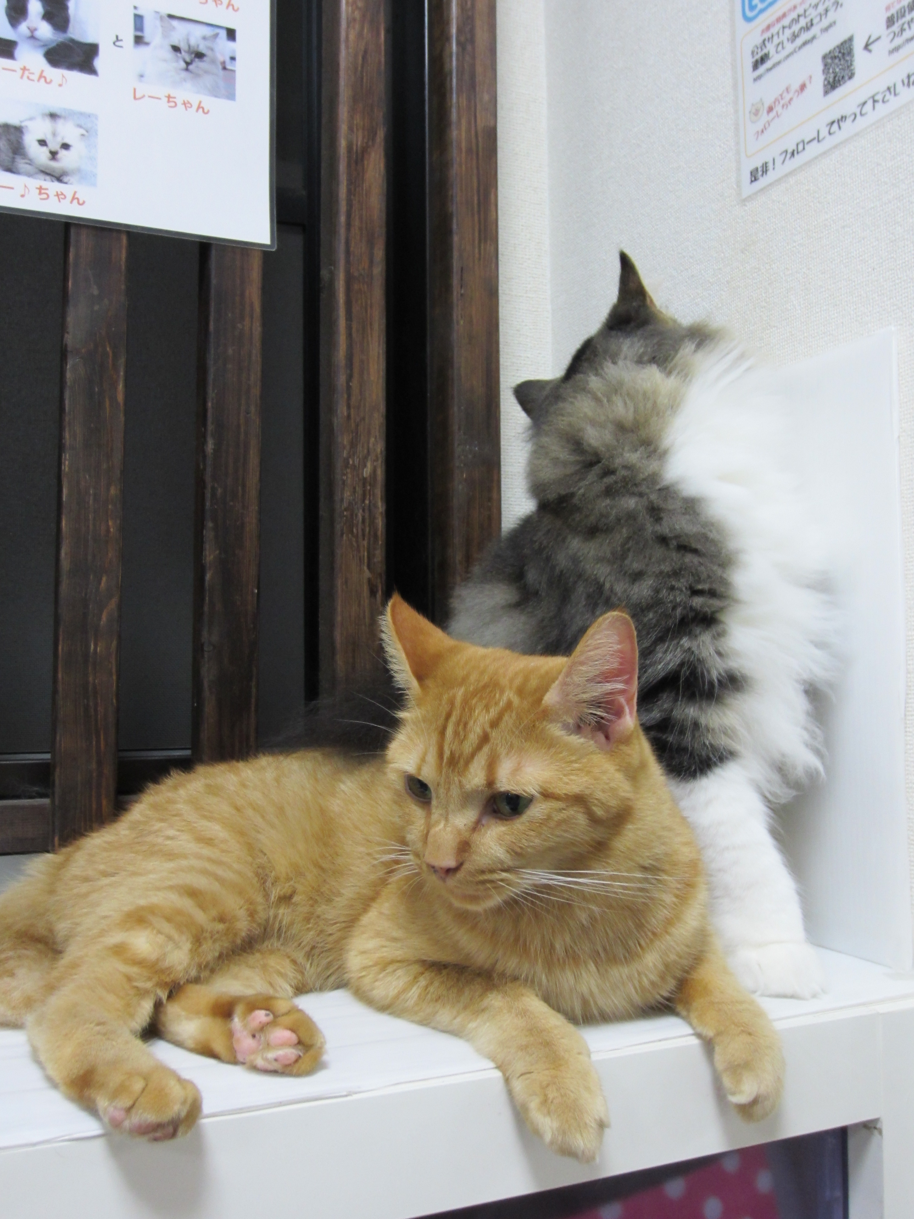 <b>2匹のネコがじゃれあっている所を追いかけながら撮影しました。1匹のネコが後ろを向いた瞬間だったので、手前のネコにピントが合いました。IXY 410F / 約2MB / 3,000×4,000 / 1/25秒 / F3.5 / 0EV / ISO800 / オート / WB:オート / 6mm</b>